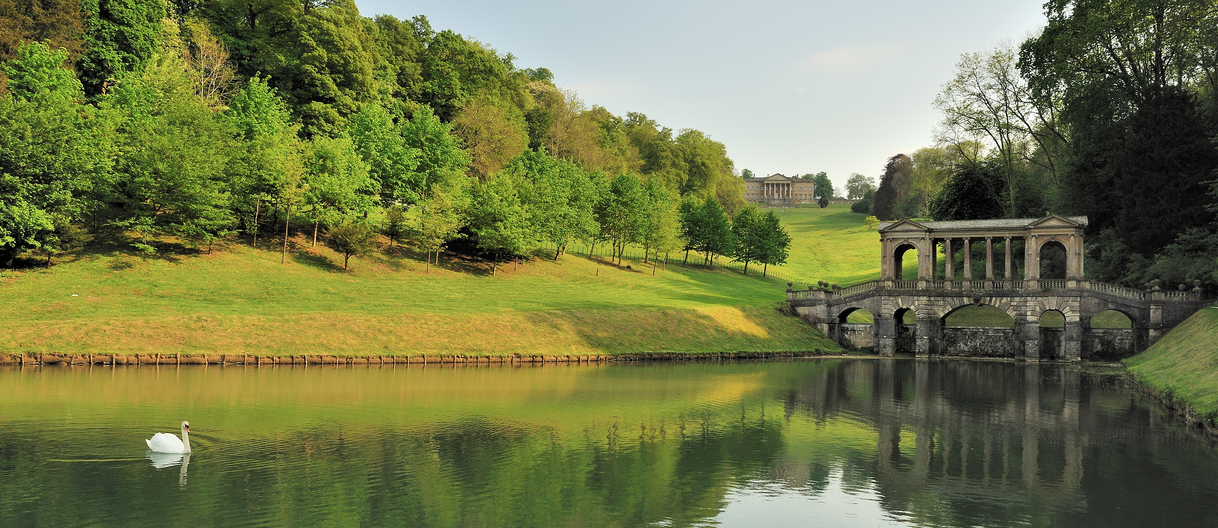 Palladian Wide Swan