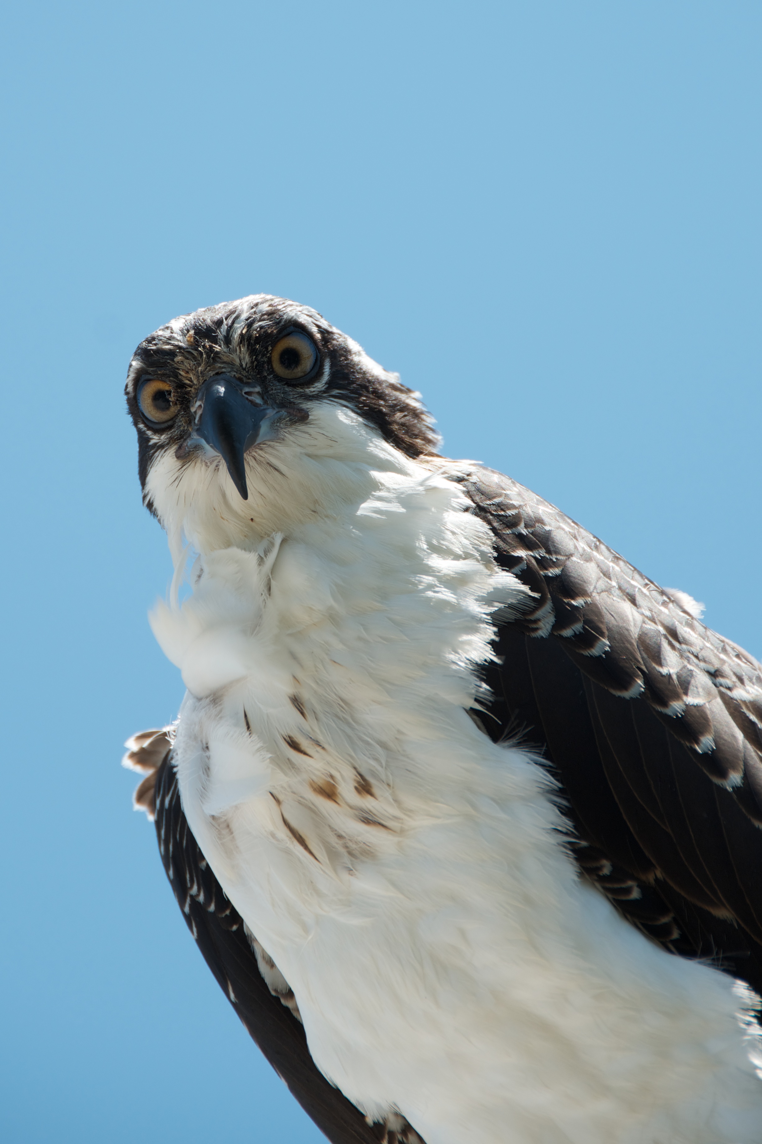 Pandion haliaetus -Sanibel Island, Florida, USA -juvenile-8 (1)