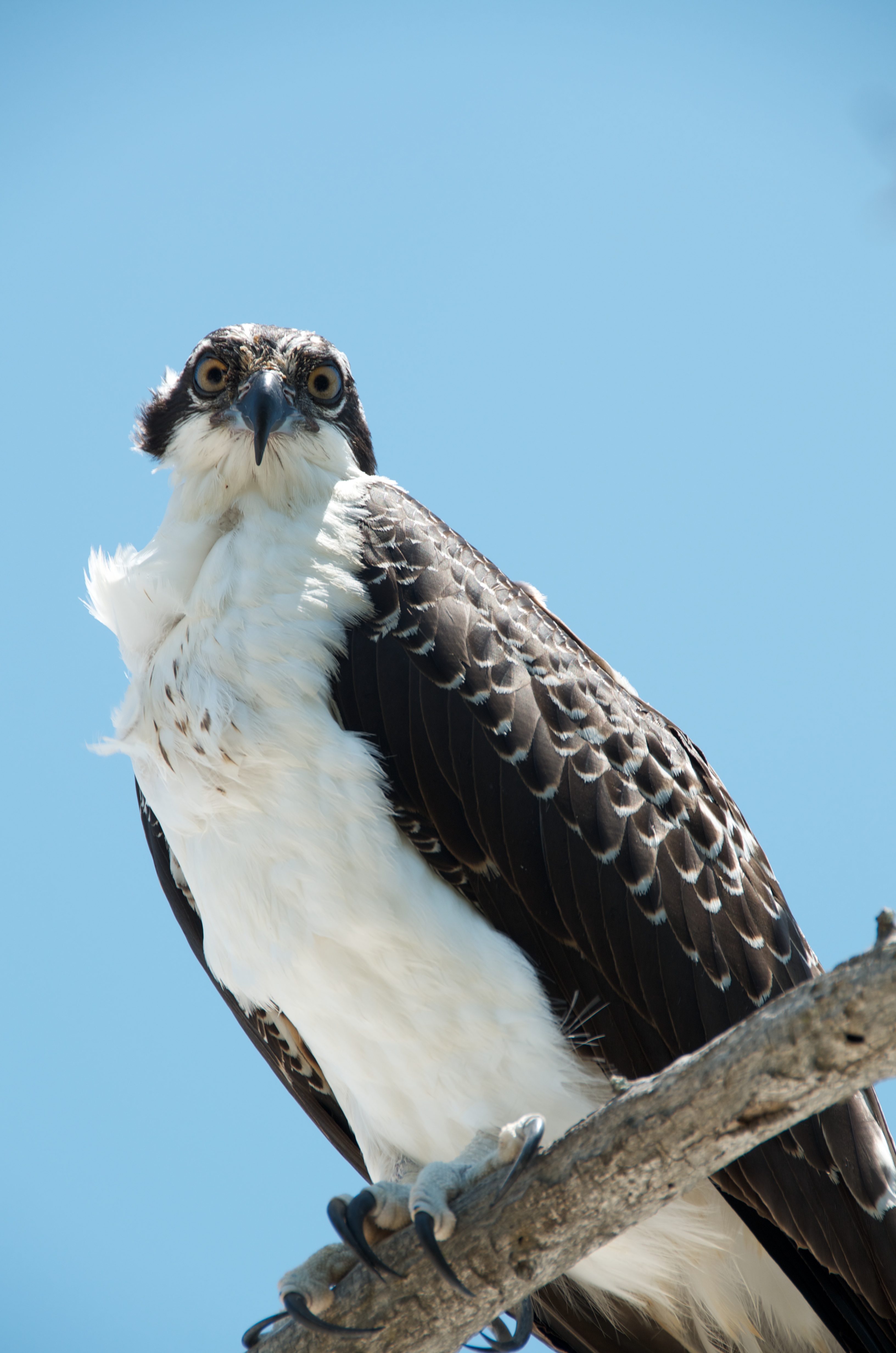 Pandion haliaetus -Sanibel Island, Florida, USA -juvenile-8 (2)