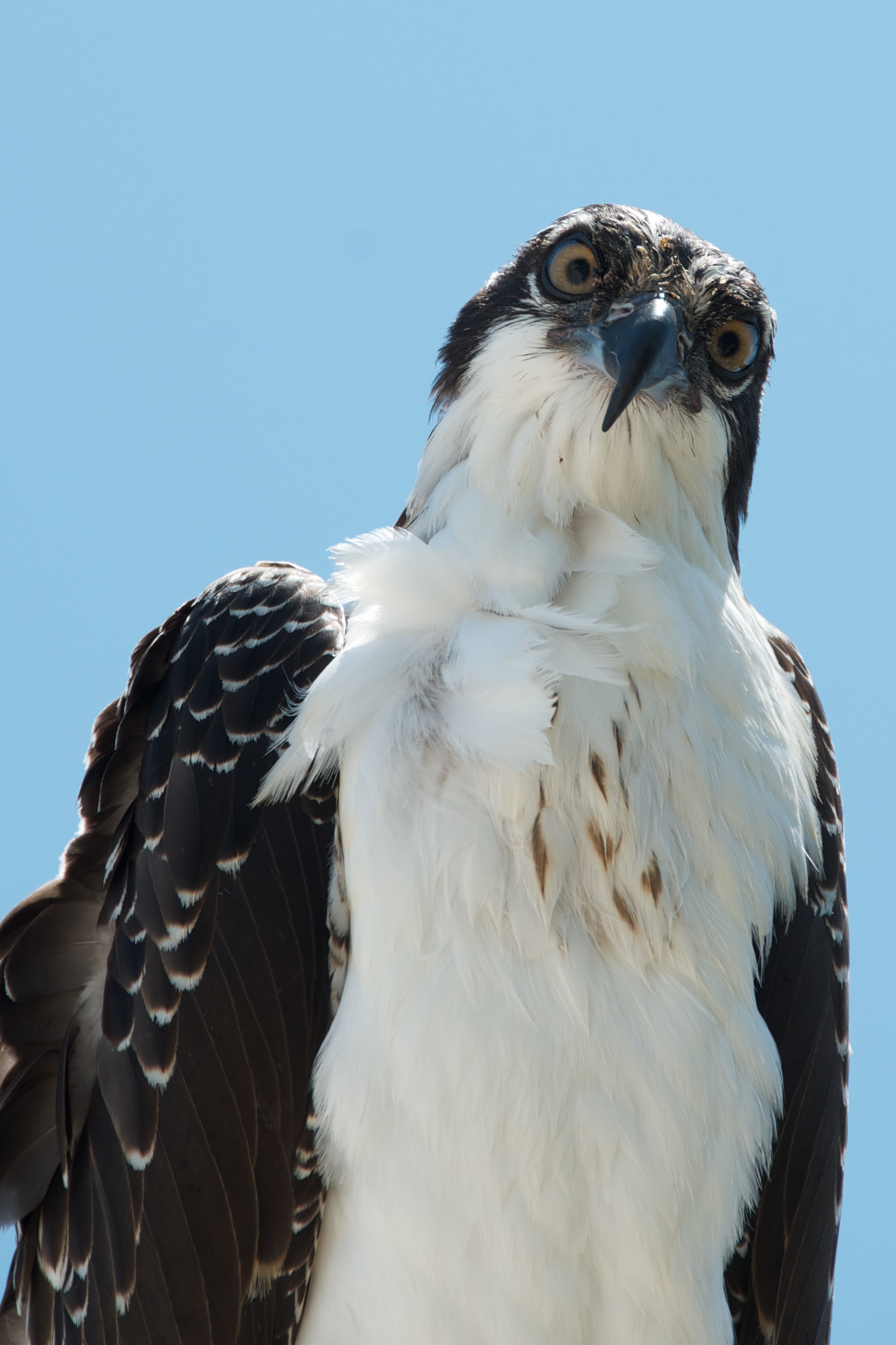 Pandion haliaetus -Sanibel Island, Florida, USA -juvenile-8 (3)