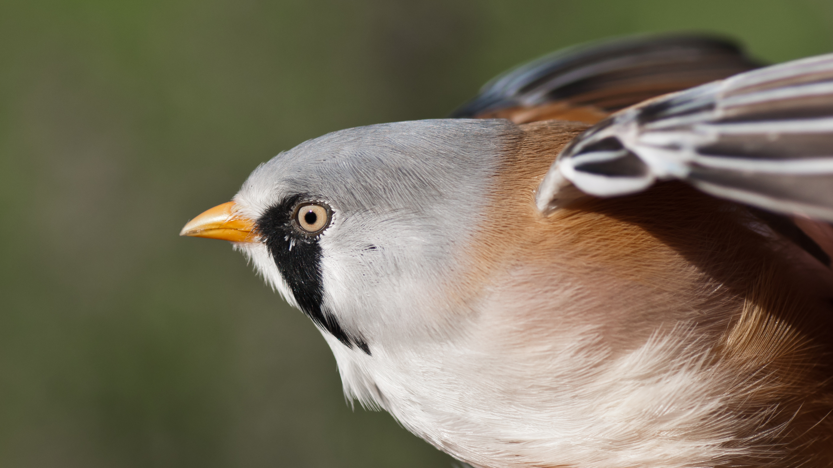 Panurus biarmicus male portrait 01 (MK)