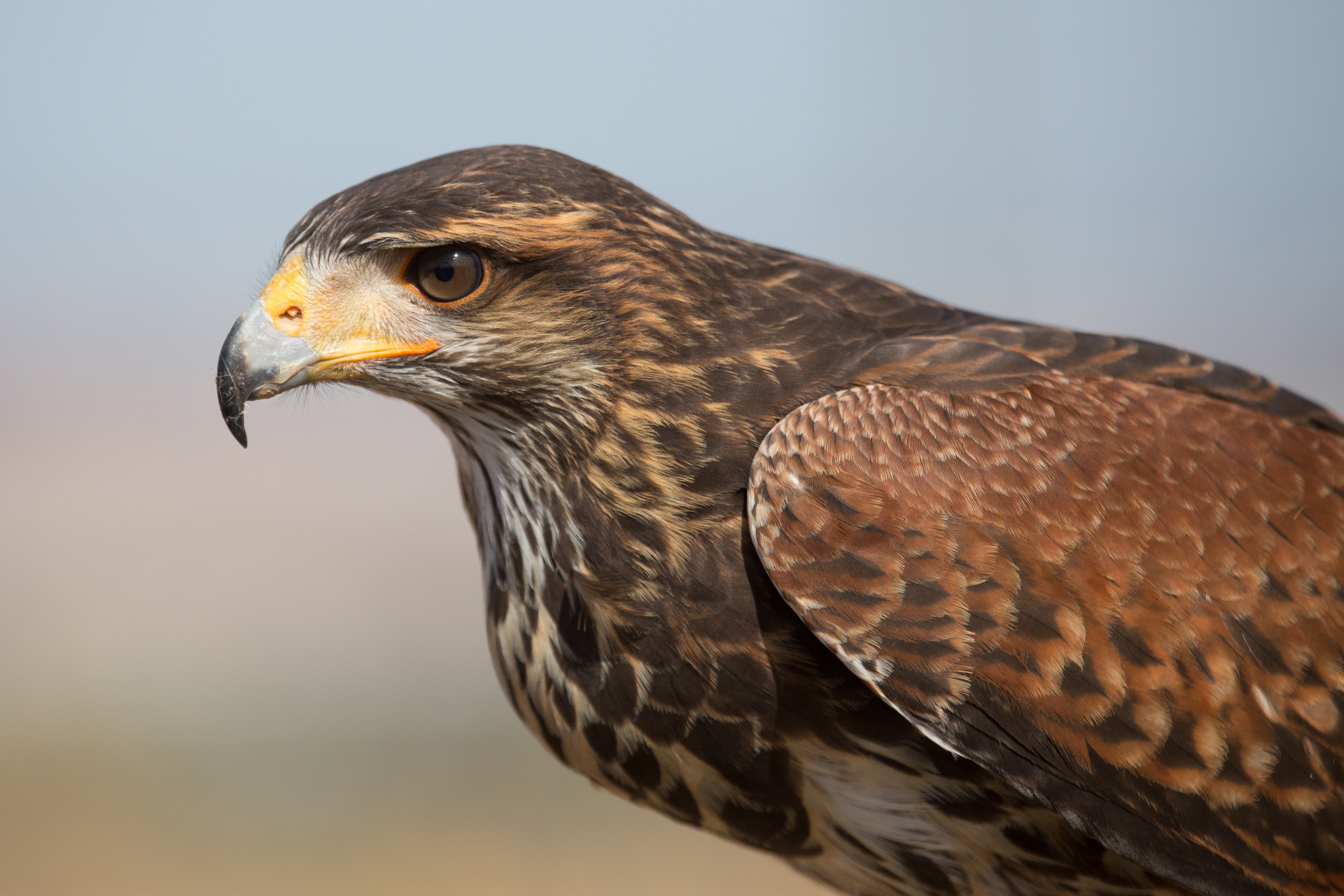 Parabuteo unicinctus - 01
