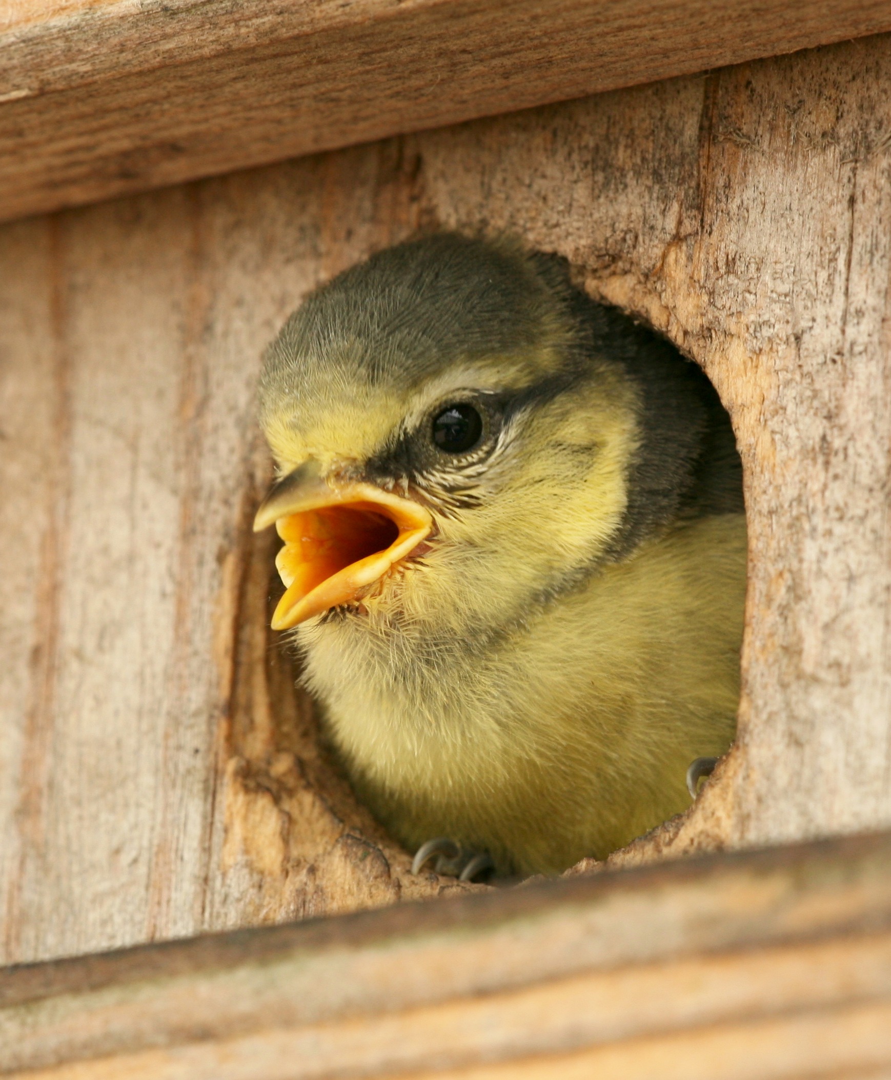 Parus caeruleus chick