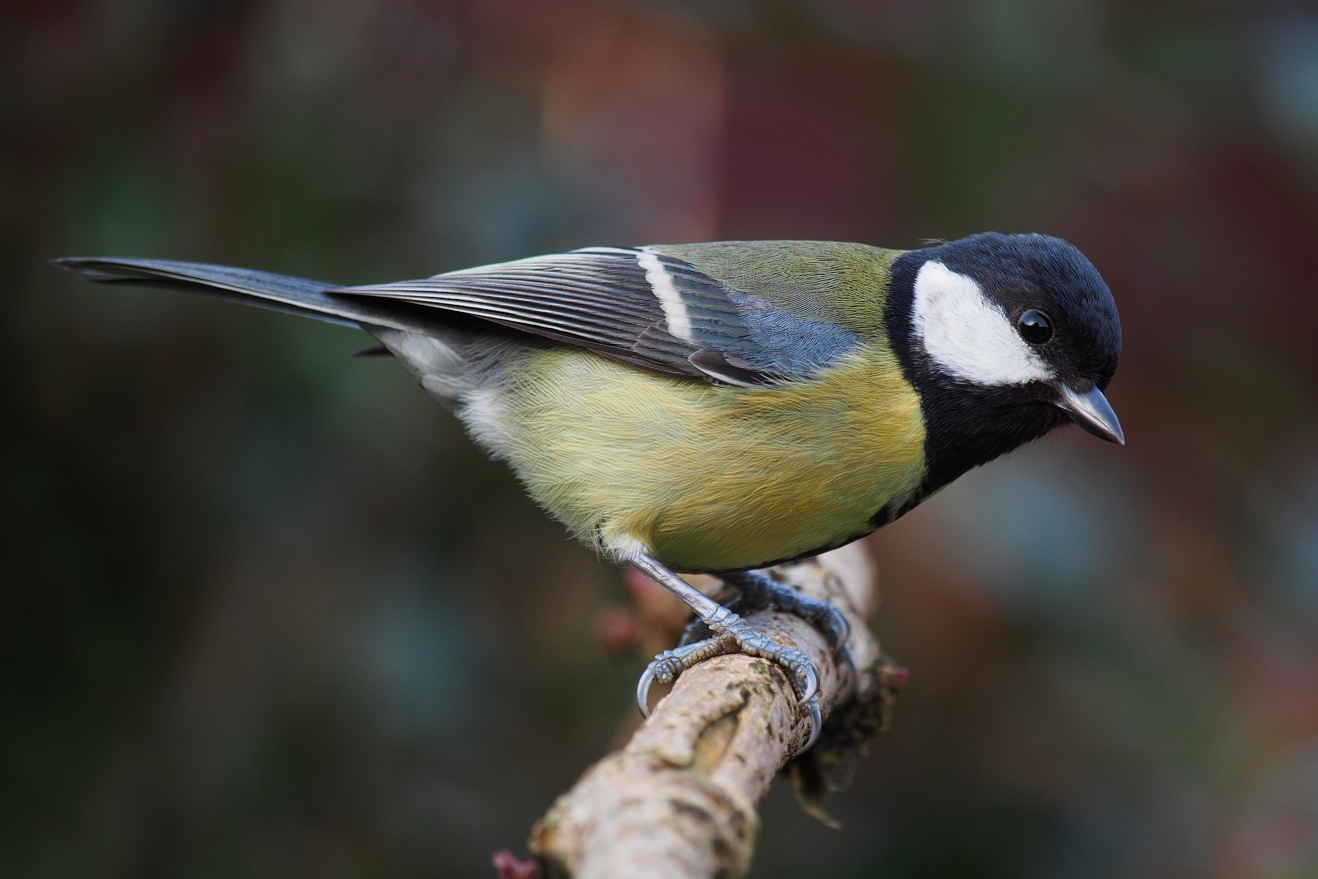Parus major poised