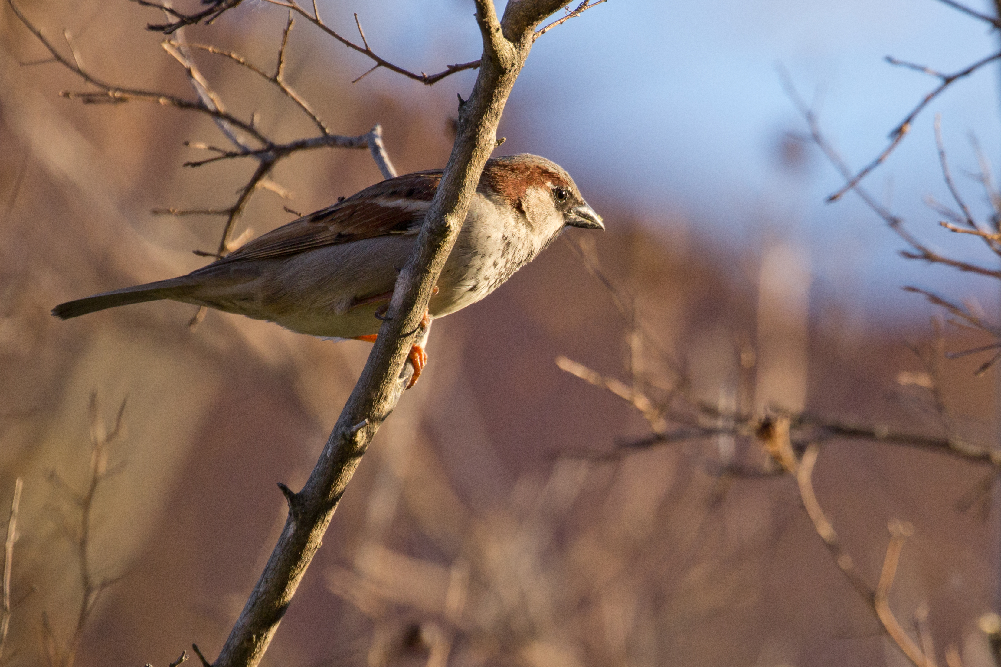 Passer domesticus - 14