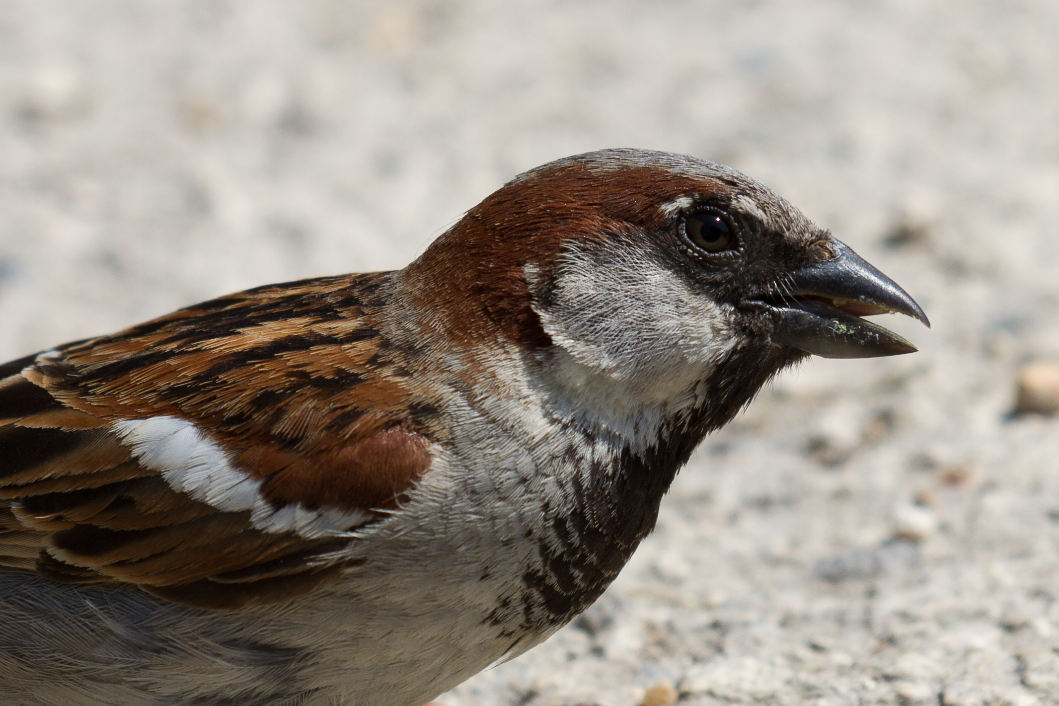Passer domesticus - Jardins du Carrousel