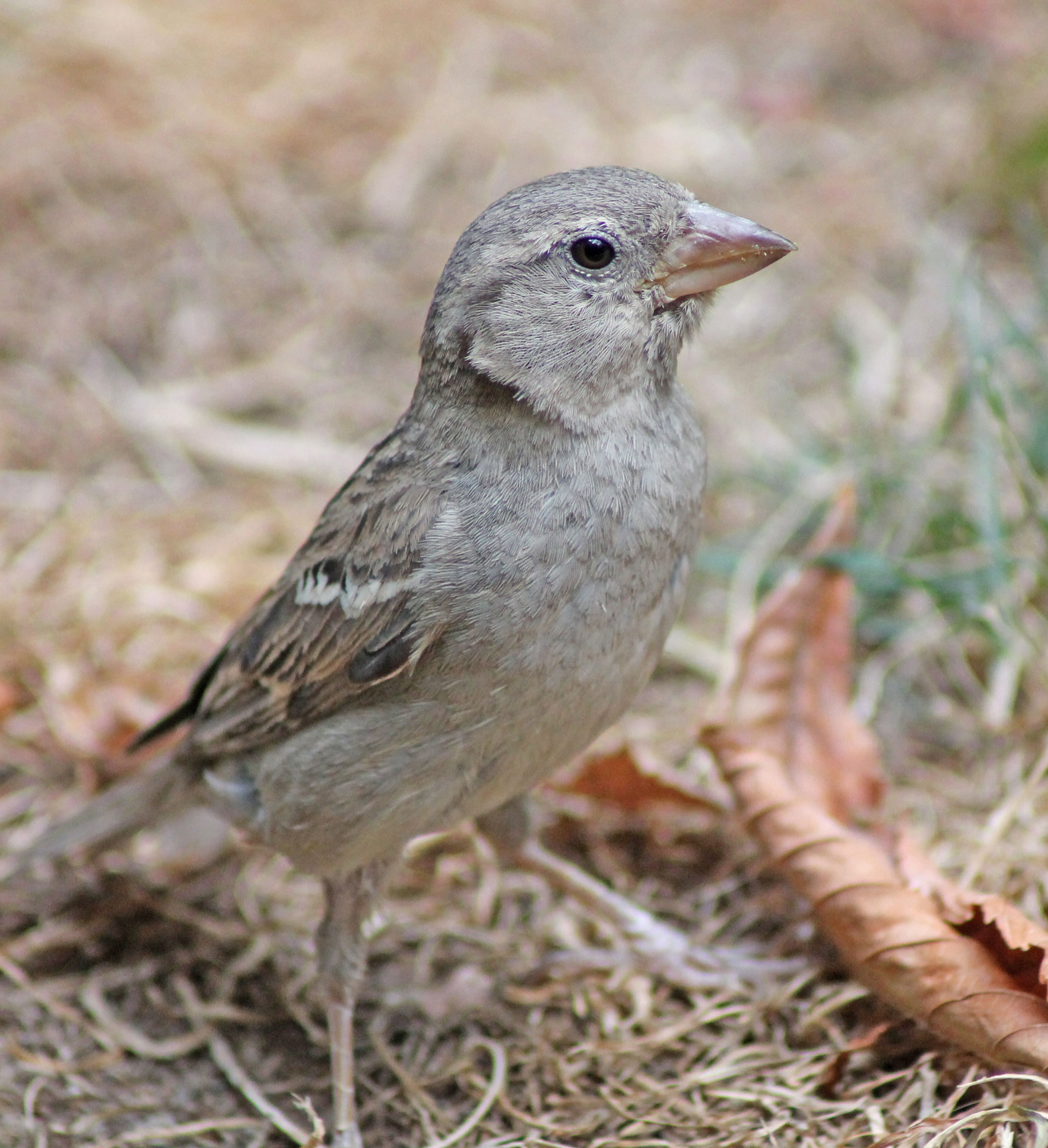Passer domesticus 014