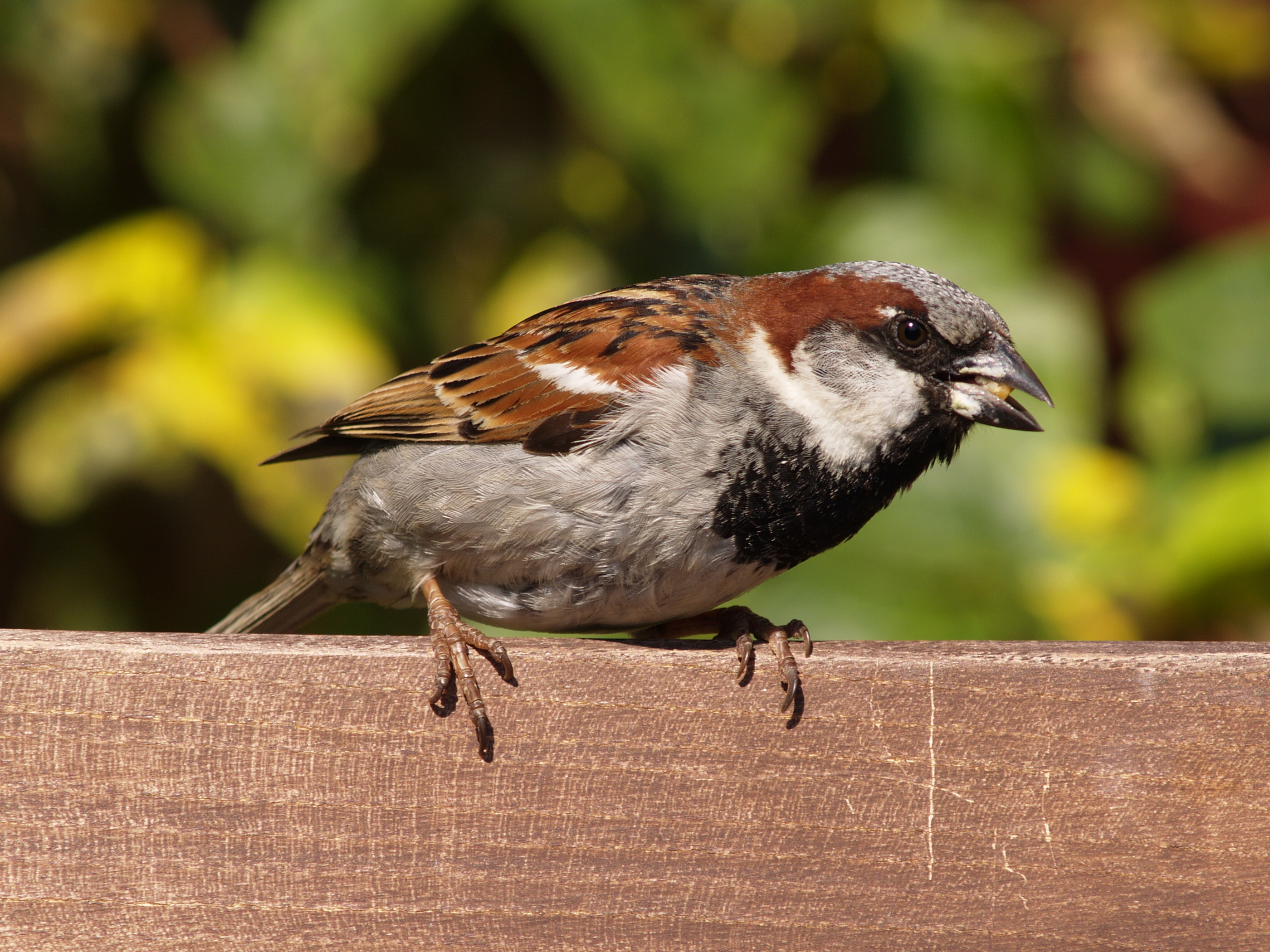 Passer domesticus 04
