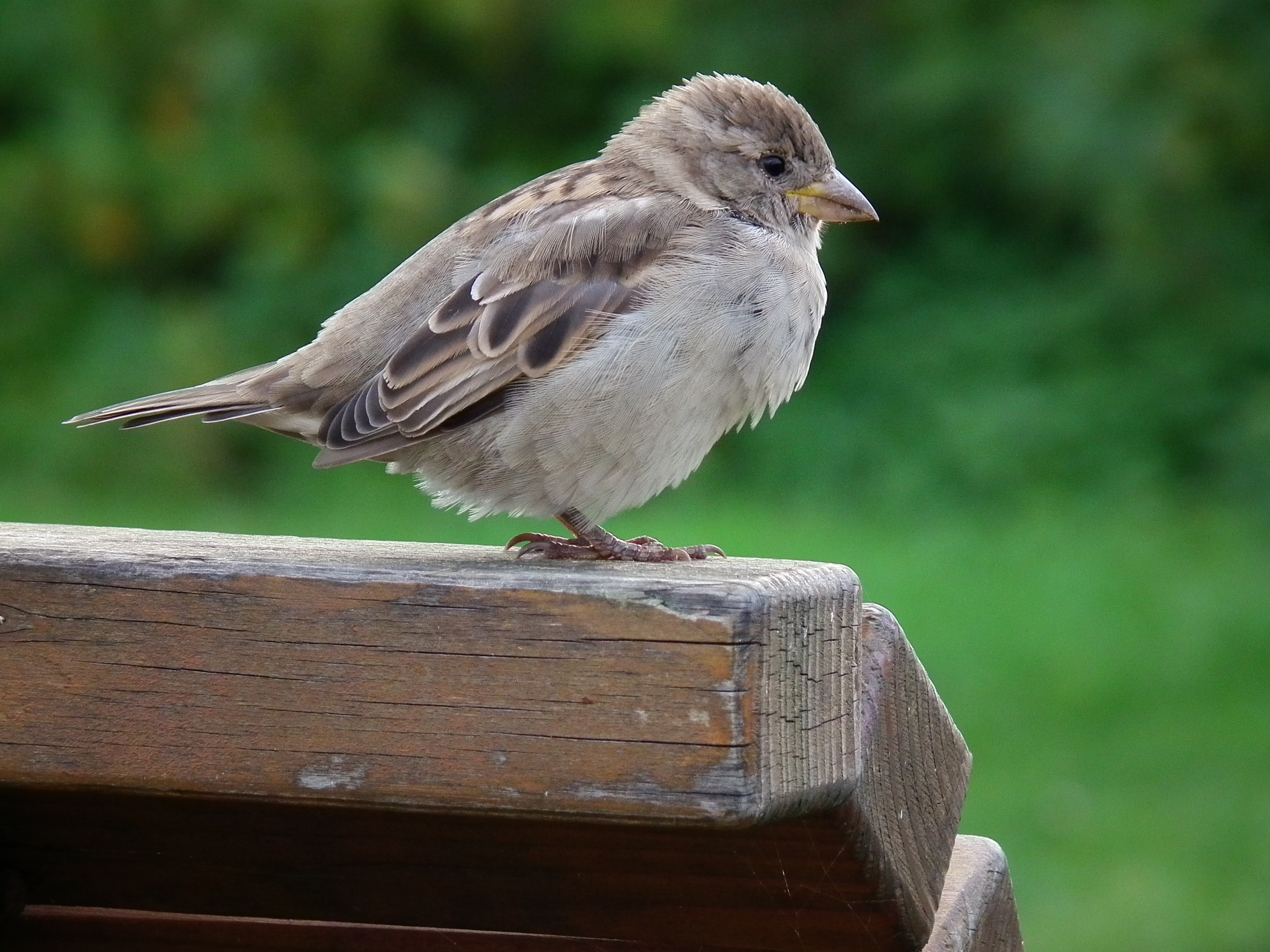 Passer domesticus 2010
