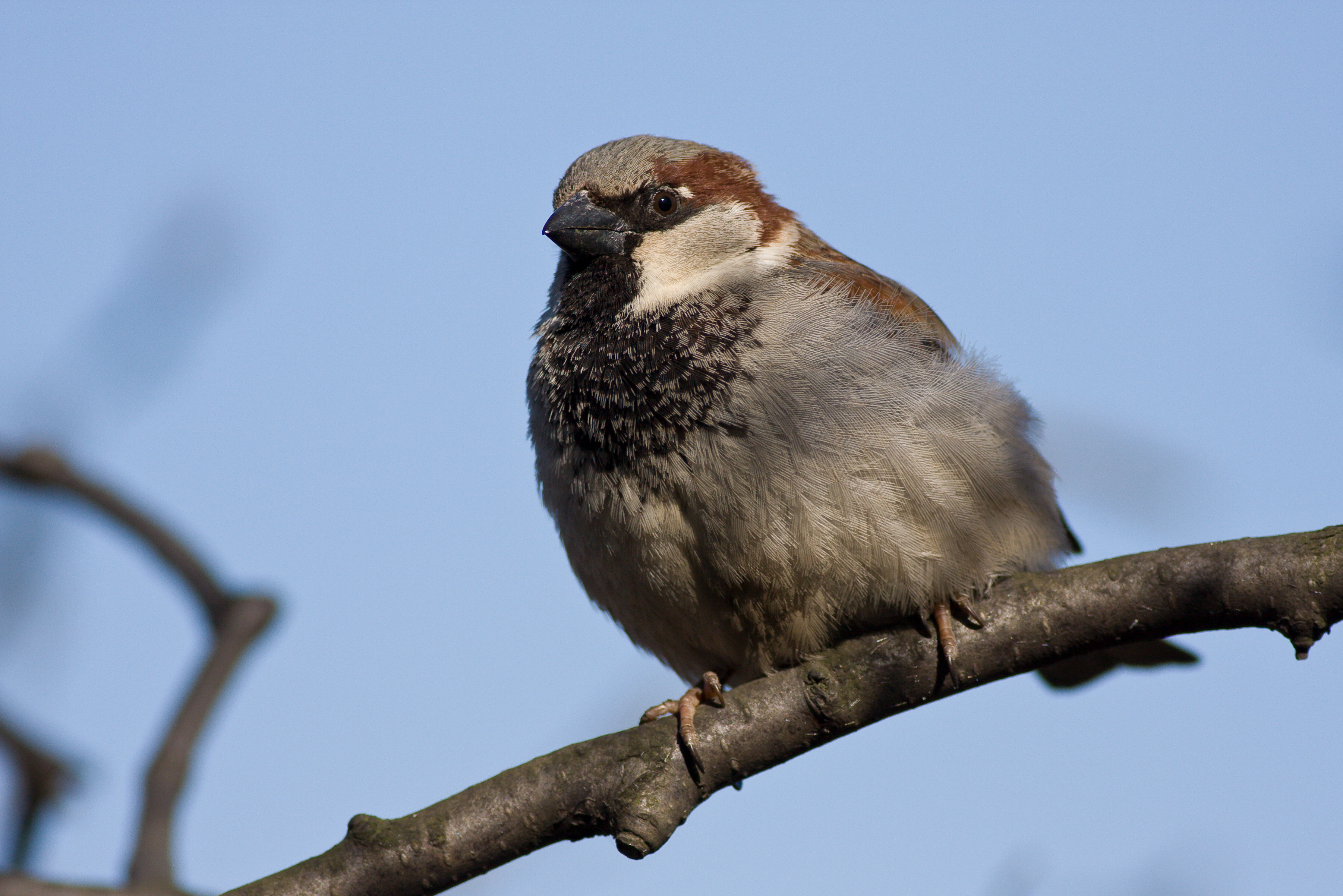 Passer domesticus detailed
