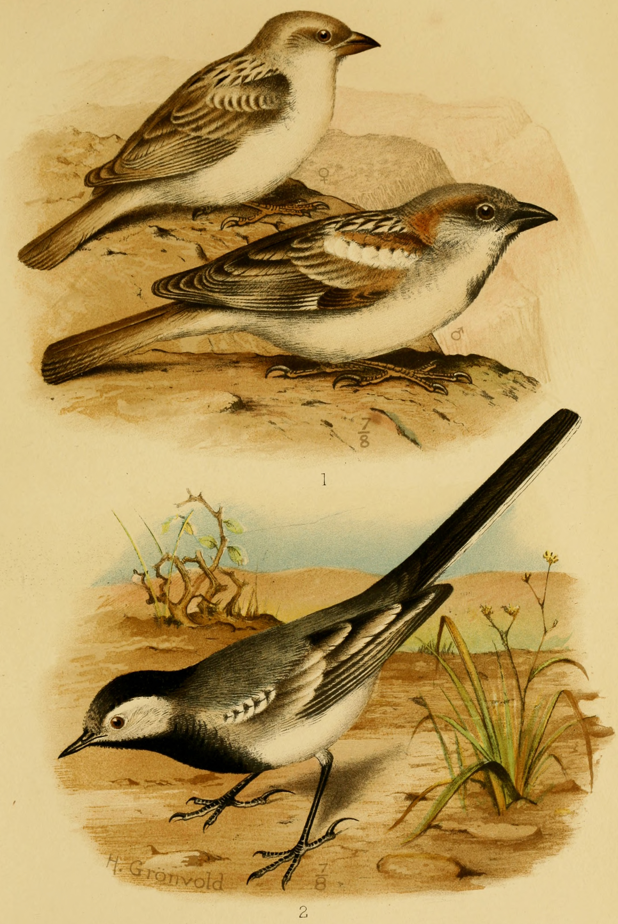 Passer hemileucus, Motacilla forwoodi