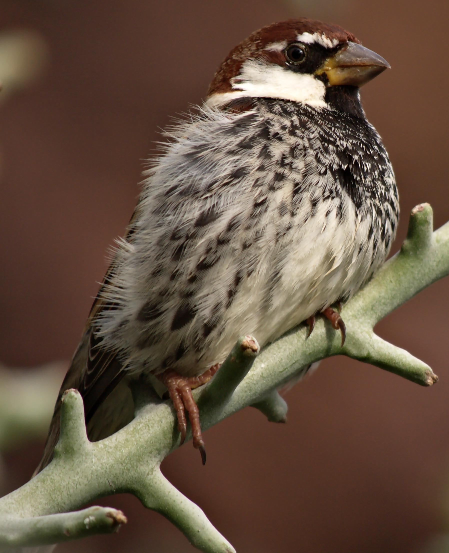 Passer hispanioliensis male 2