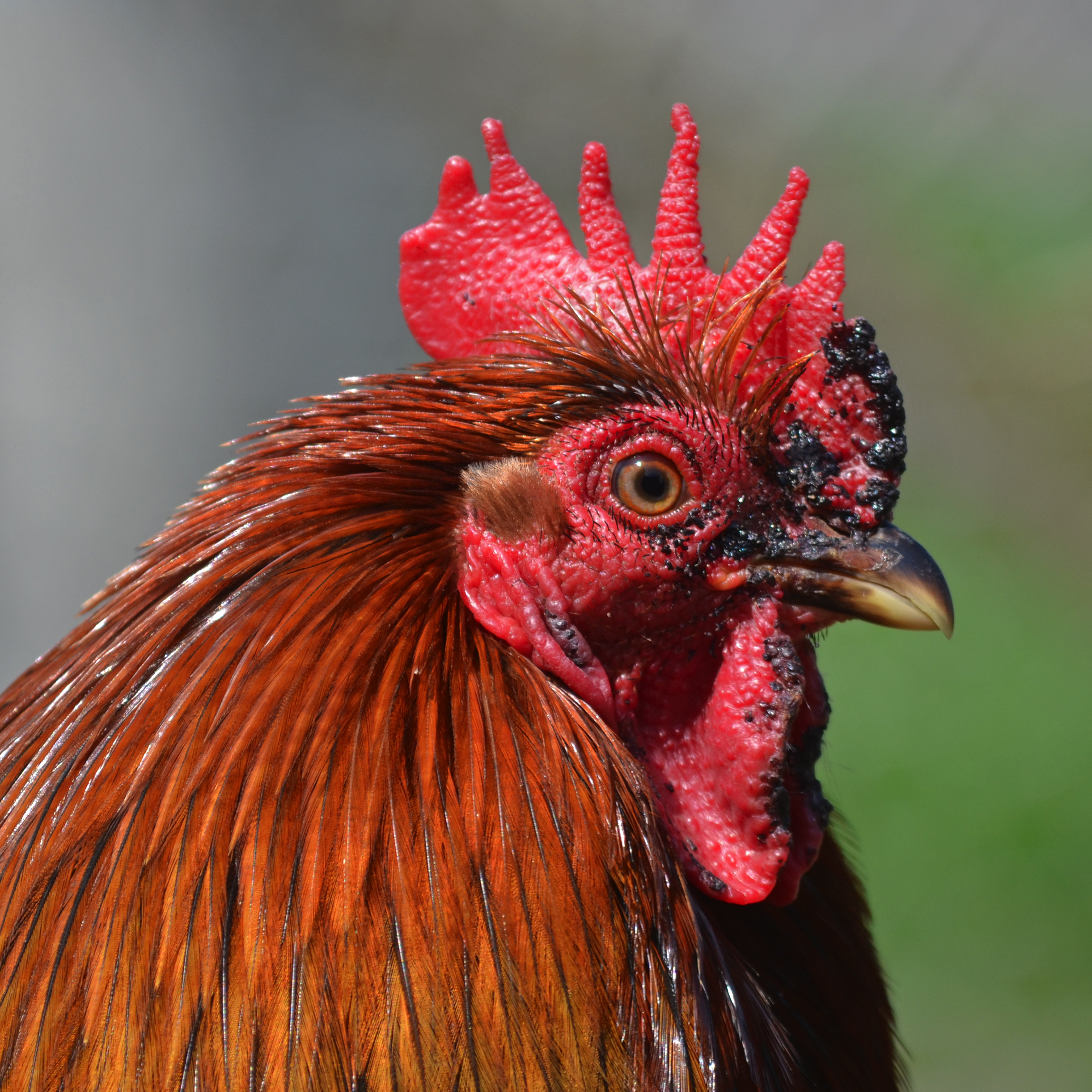 Paulx - Bantam rooster 03