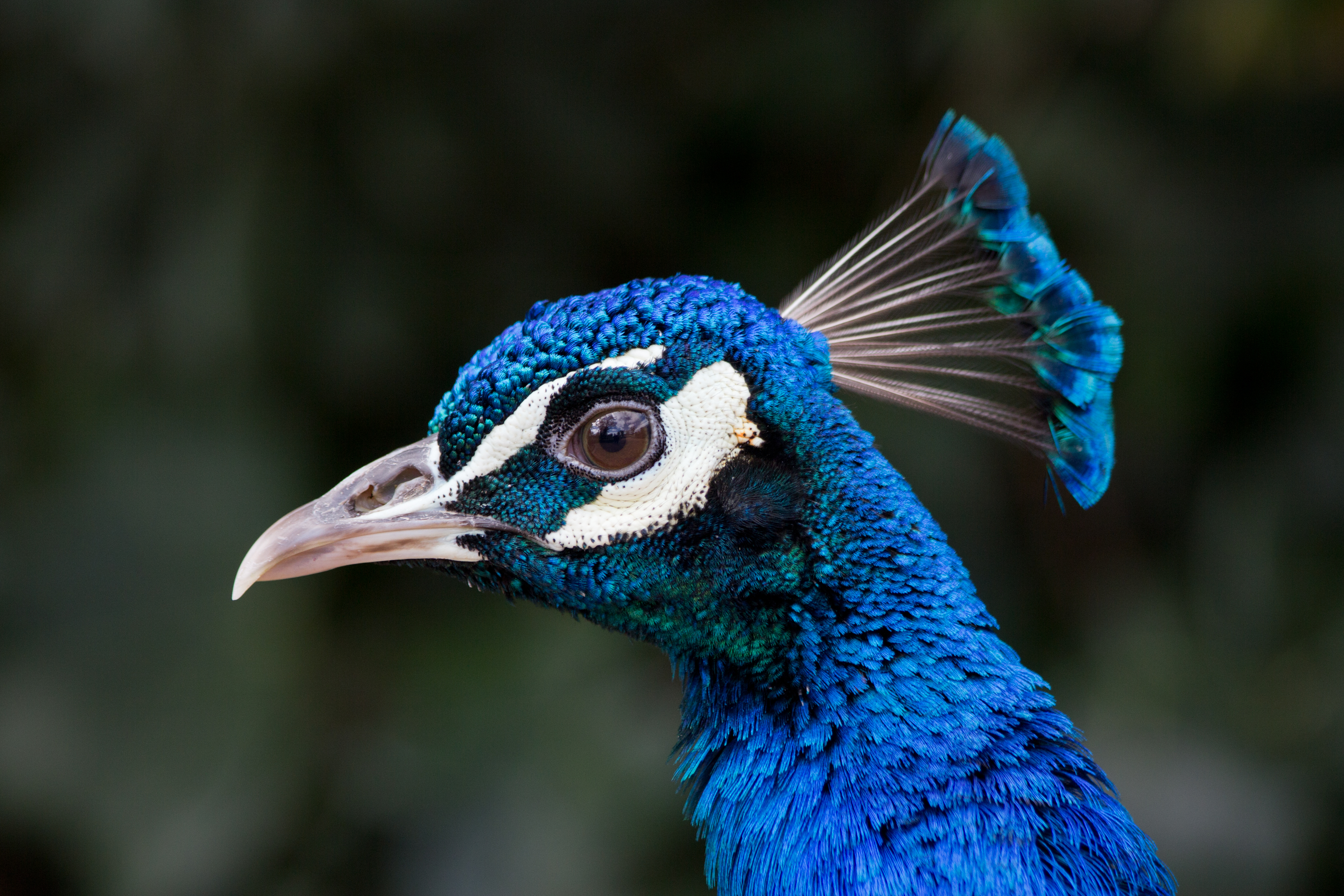 Pavo cristatus - 01