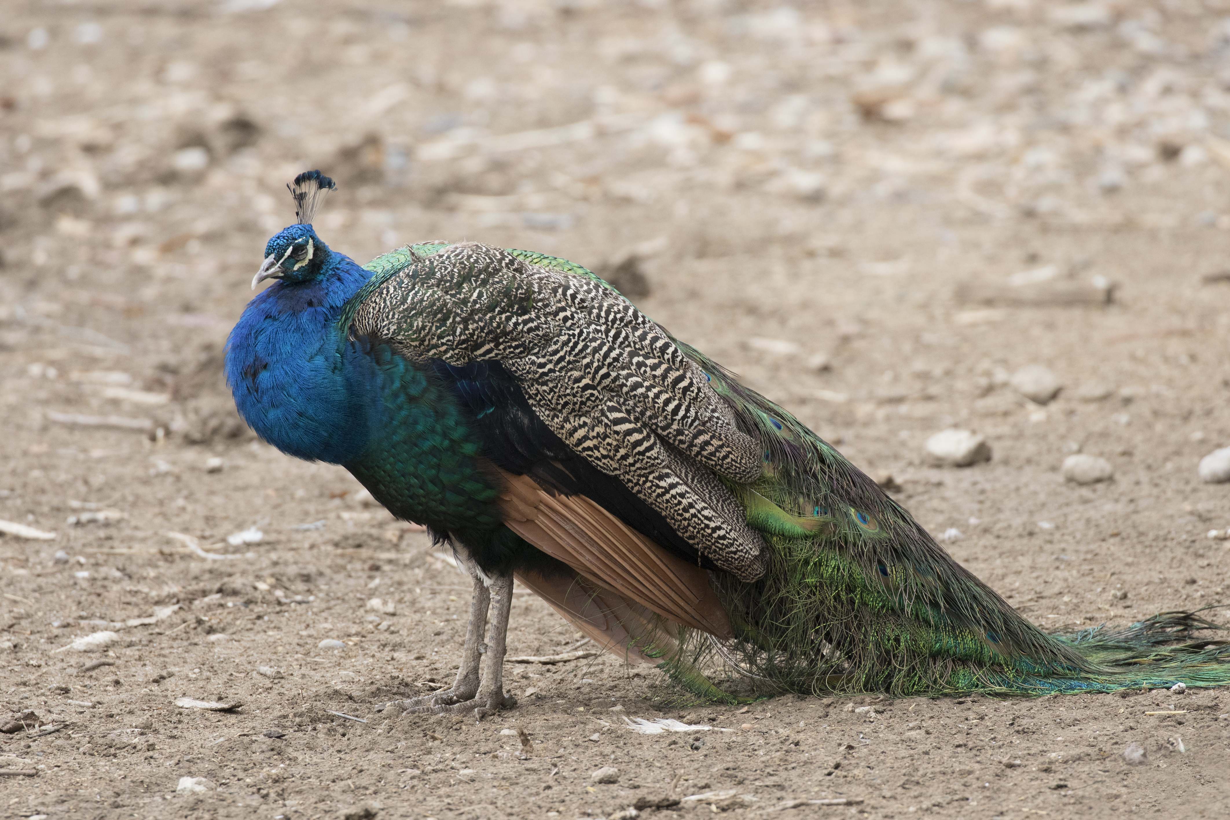 Pavo cristatus - Indian Peafowl, Adana 2016-12-16 01-1