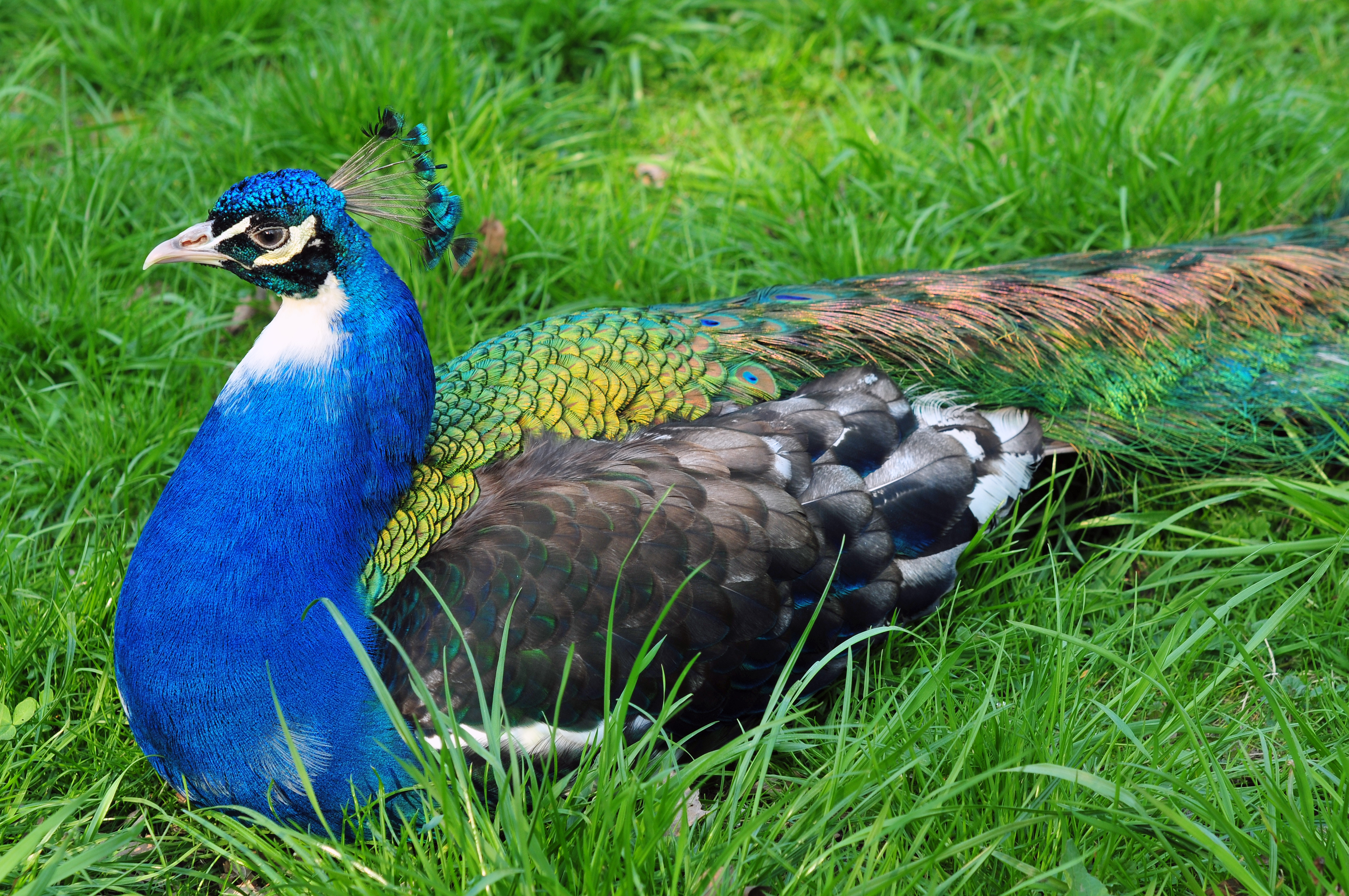 Pavo cristatus (male)