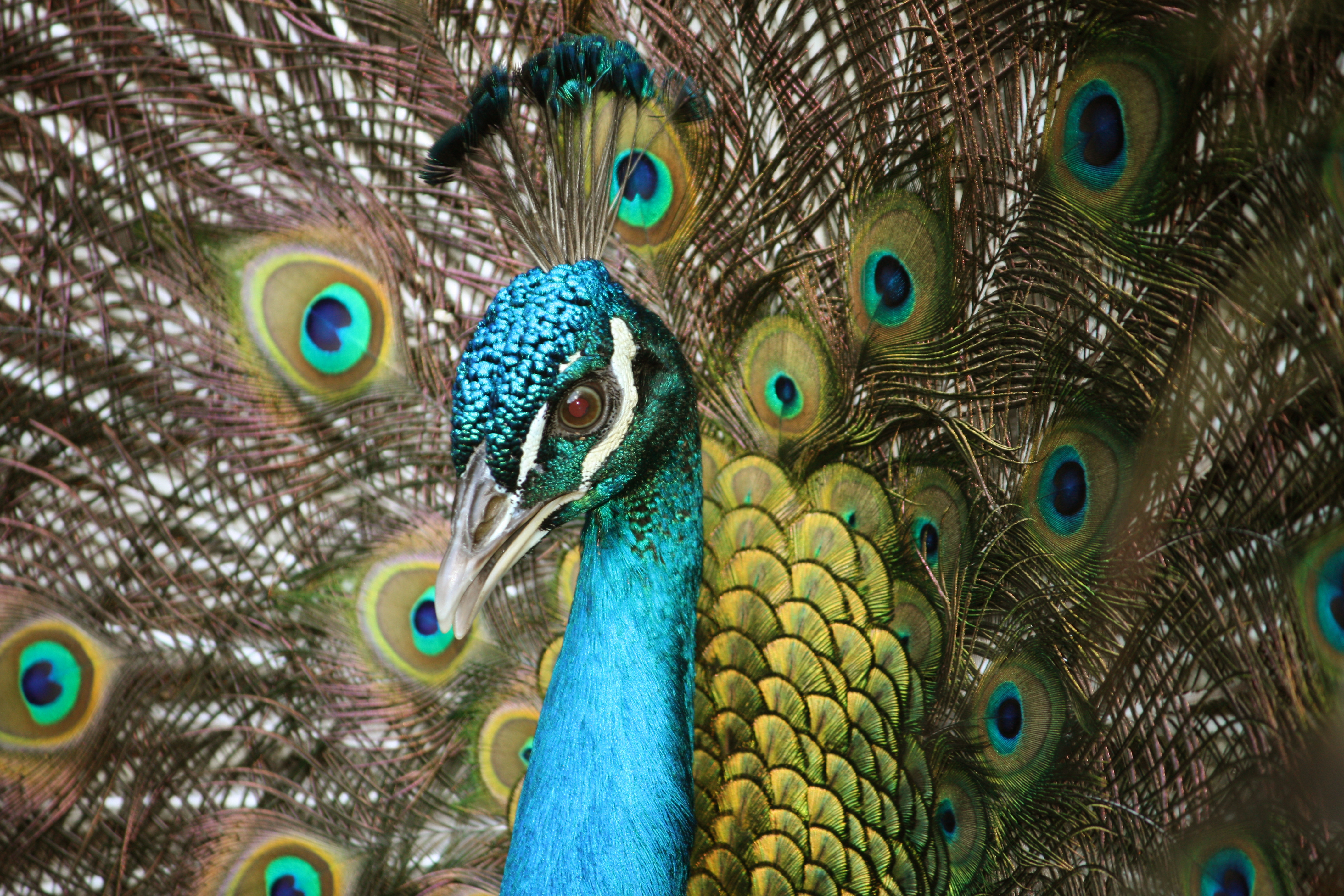 Pavo cristatus in Barbados Wildlife Reserve 22