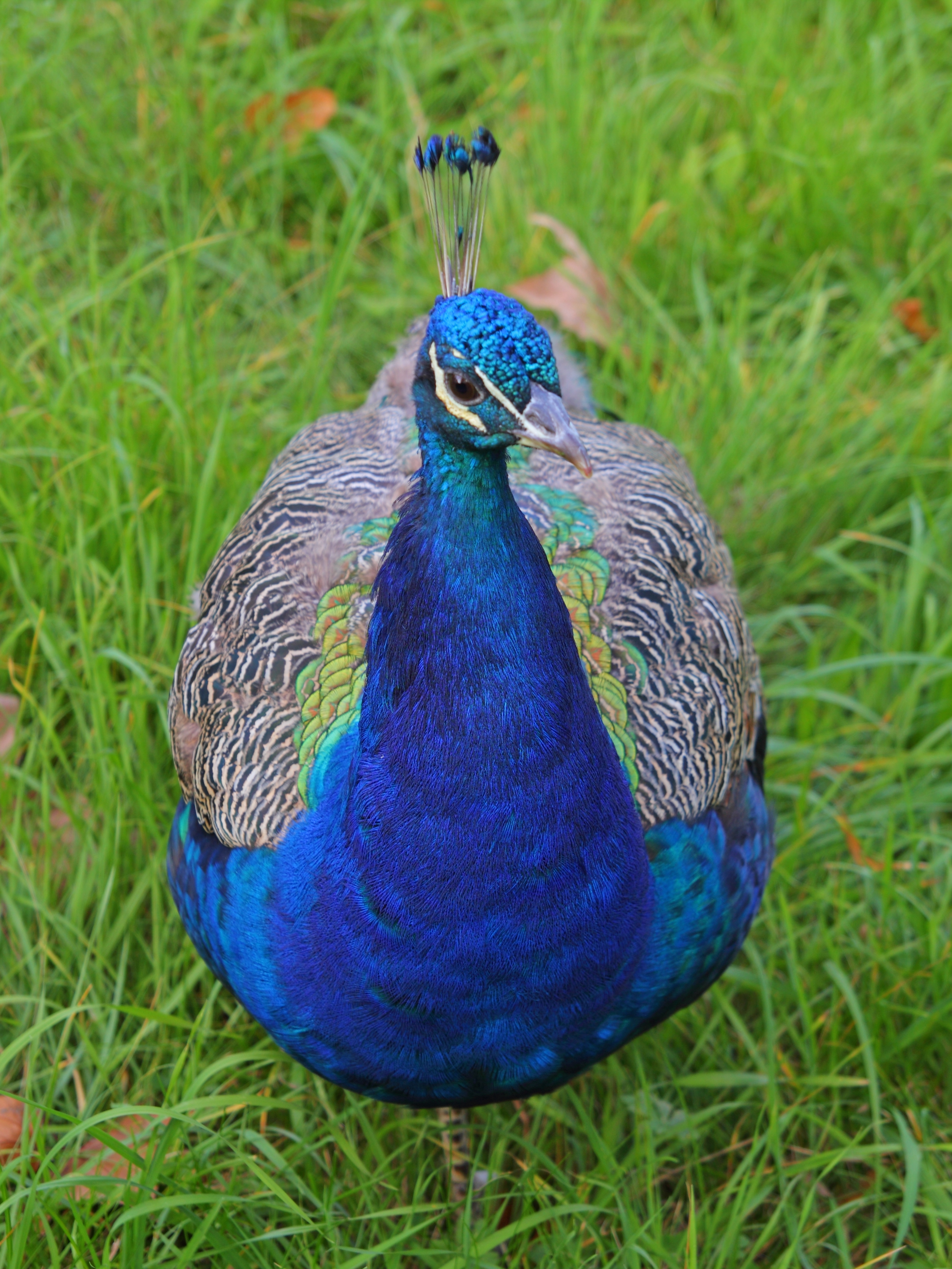 Peacock Island Sep12 img 06