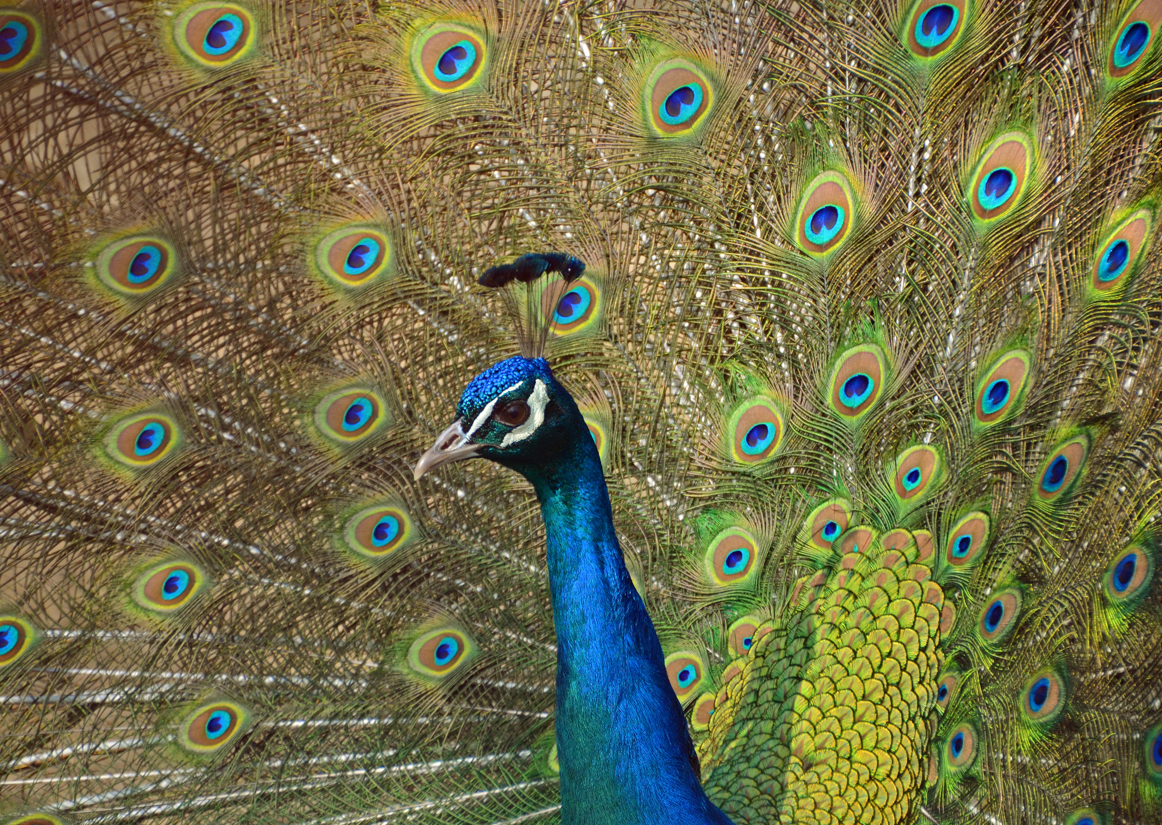 Peafowl Courtship