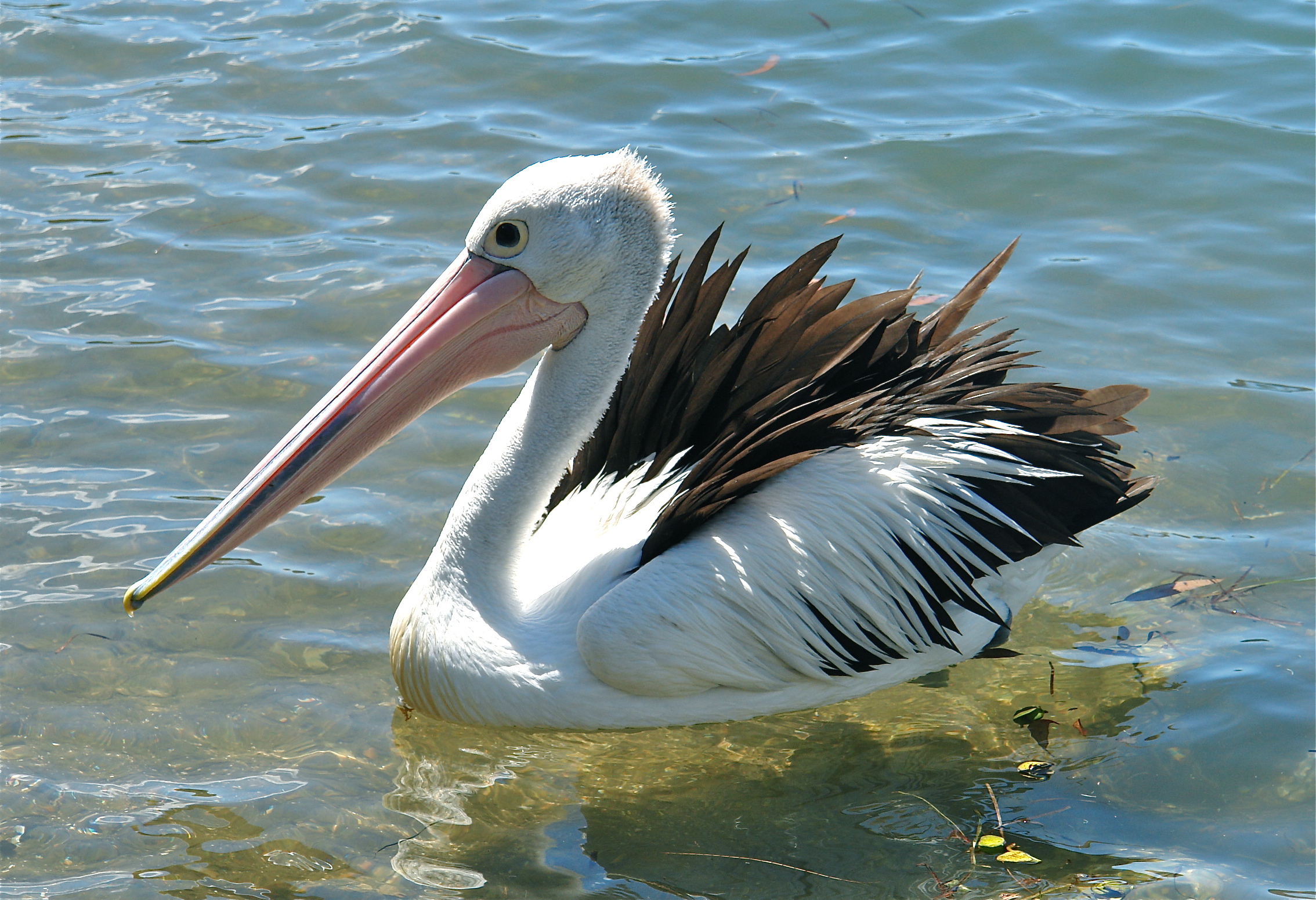 Pelecanus conspicillatus -Parsley Bay, Brooklyn, NSW, Australia -swimming-8