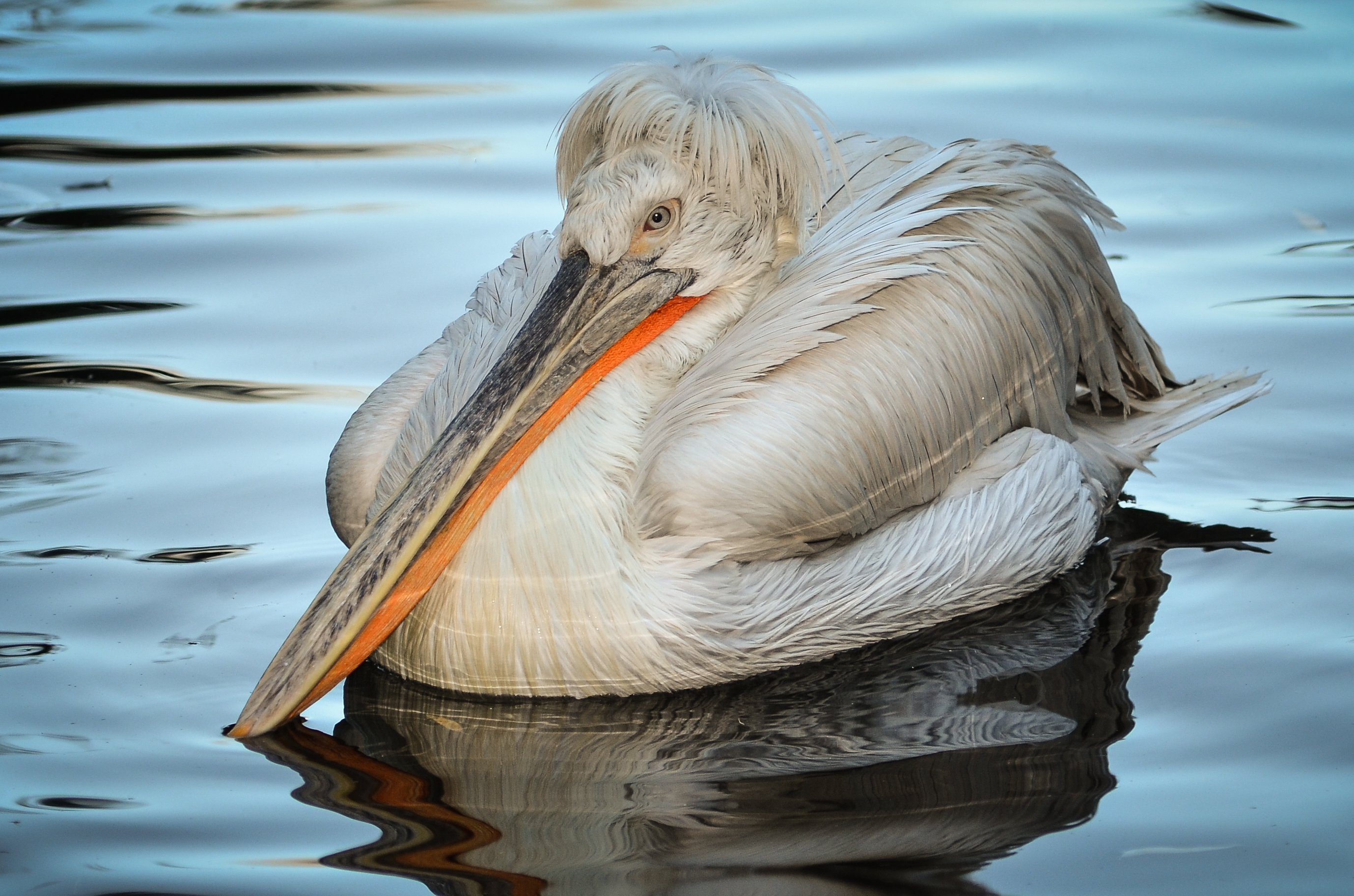 Pelecanus crispus (Dalmatian Pelican - Krauskopfpelikan) - Weltvogelpark Walsrode 2012-01