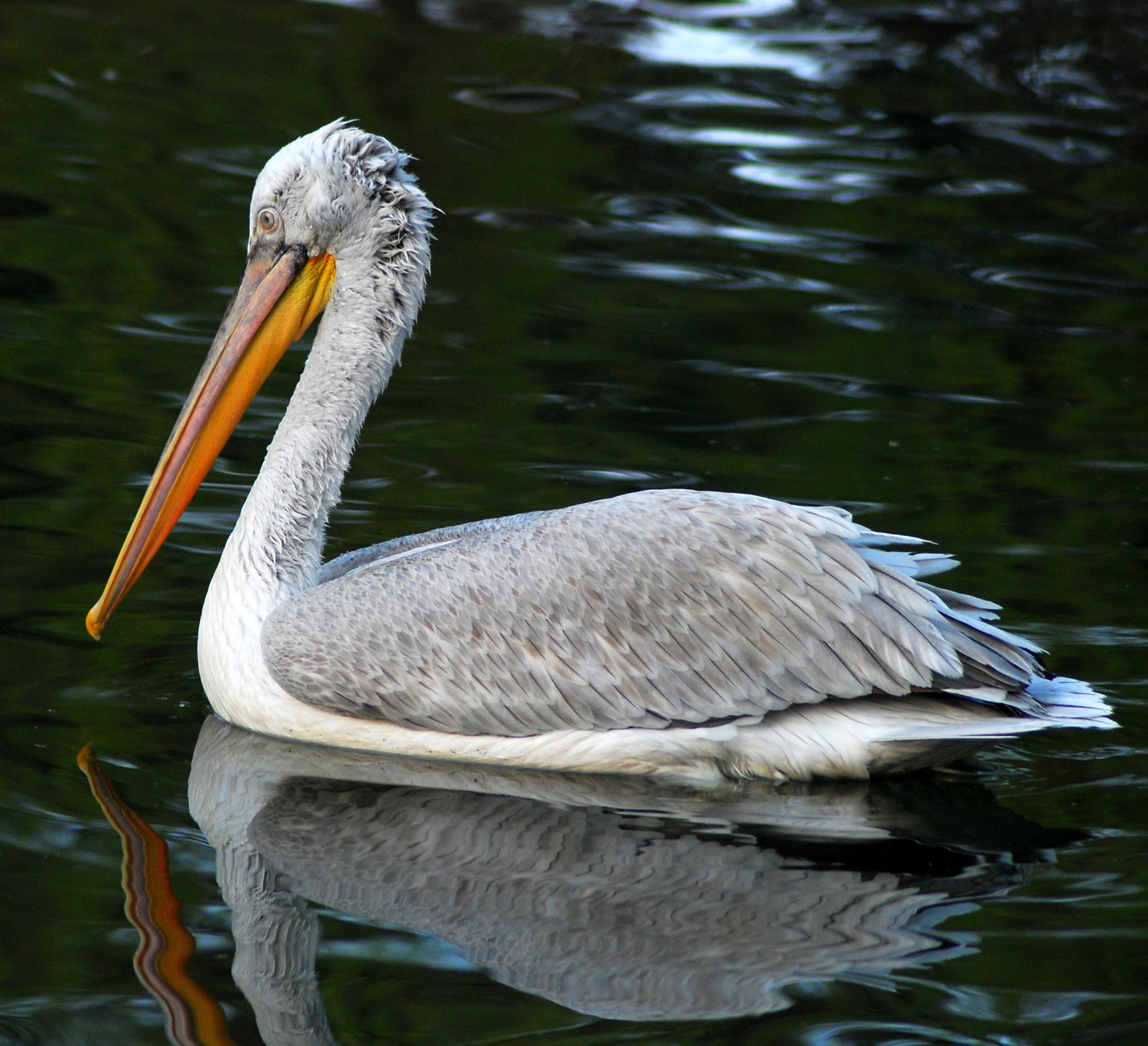 Pelecanus crispus at Beijing Zoo