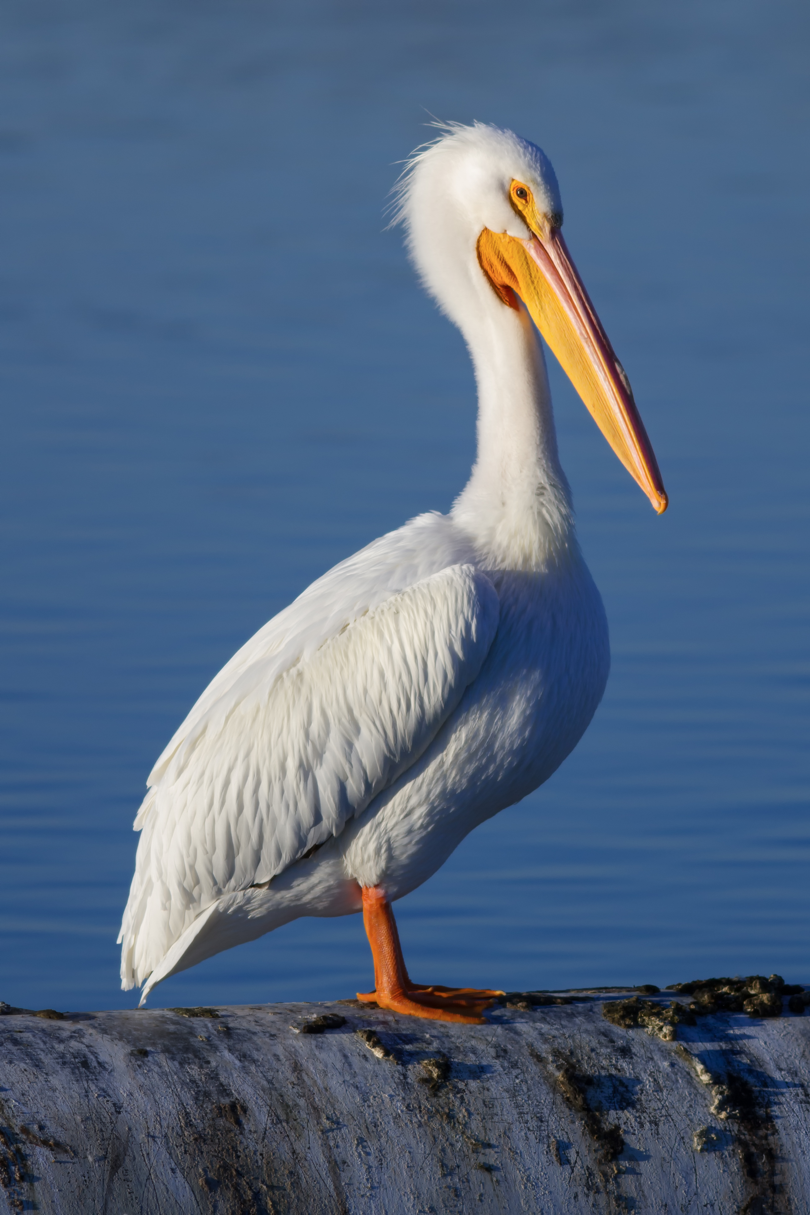 Pelecanus erythrorhynchos at Las Gallinas Wildlife Ponds