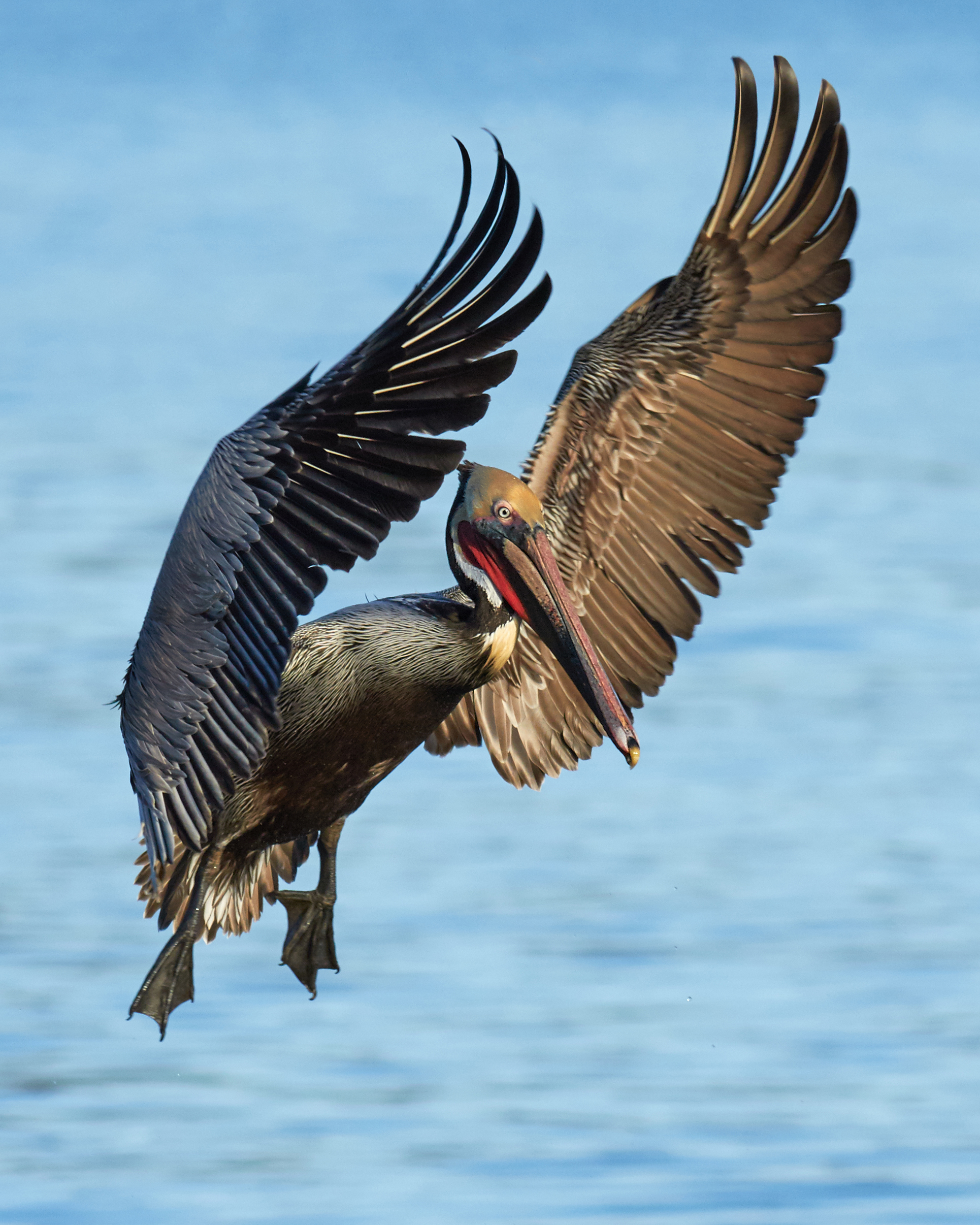 Pelecanus occidentalis, landing