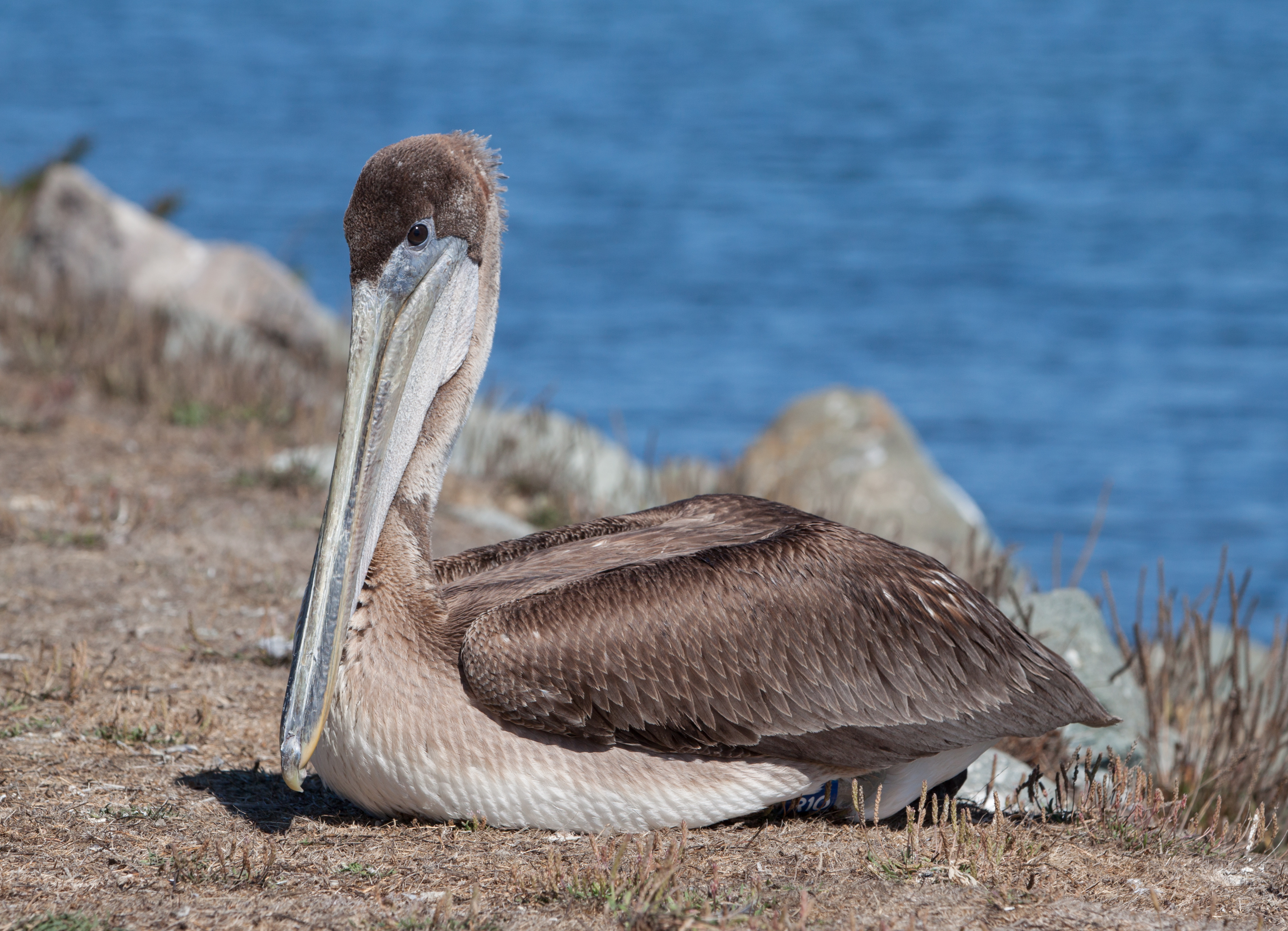 Pelecanus occidentalis at Bodega Harbor