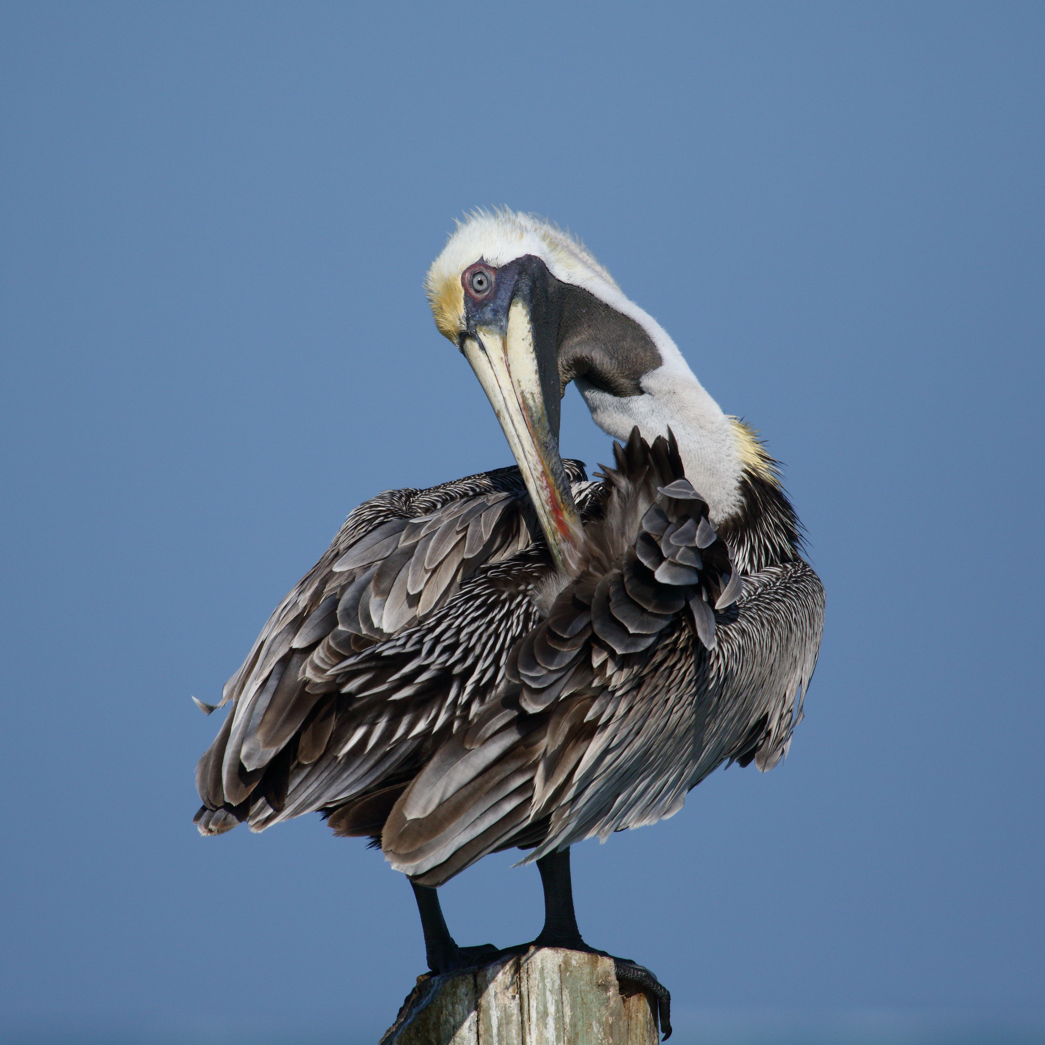 Pelecanus occidentalis Caye Caulker 02