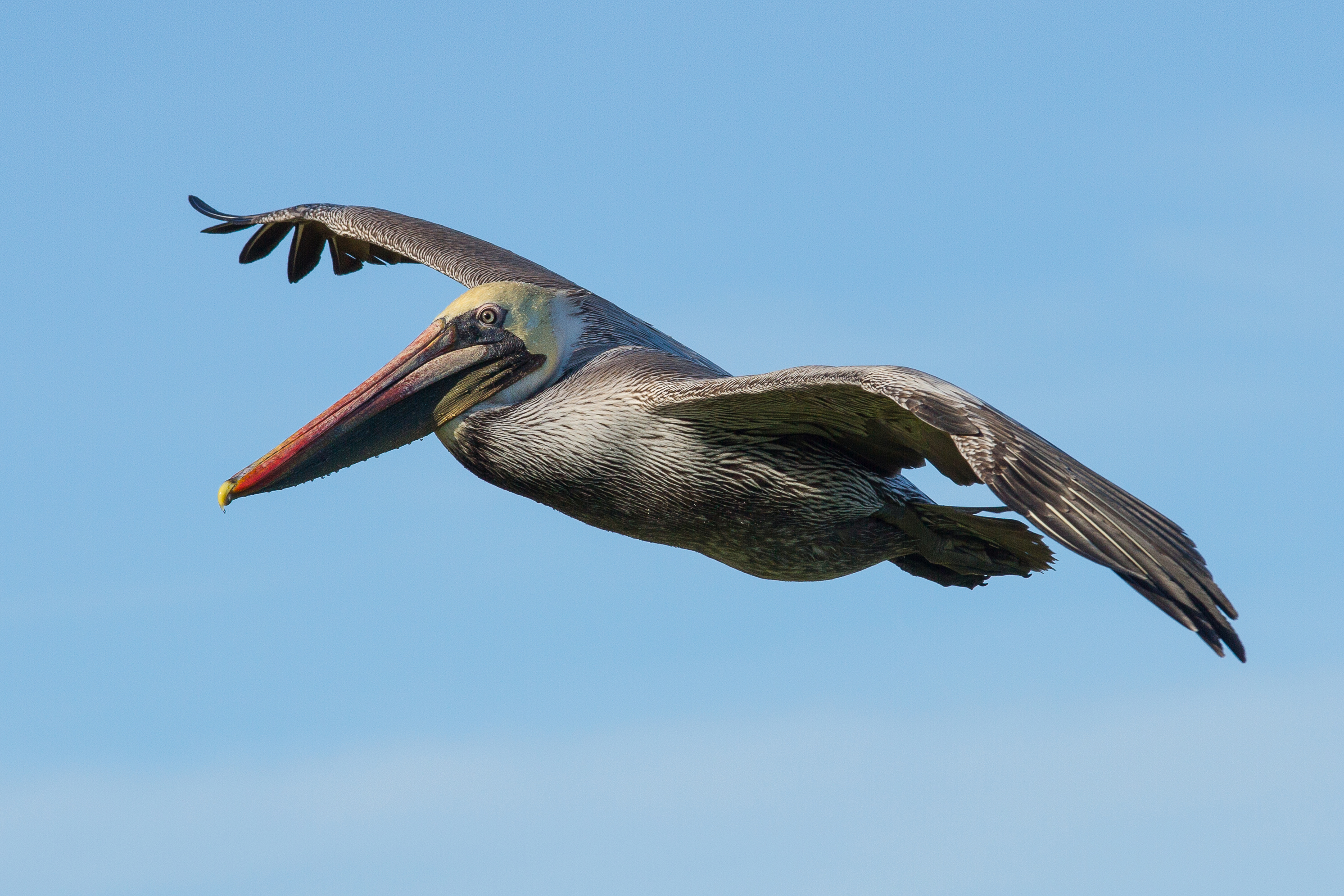 Pelecanus occidentalis in flight at Bodega Bay