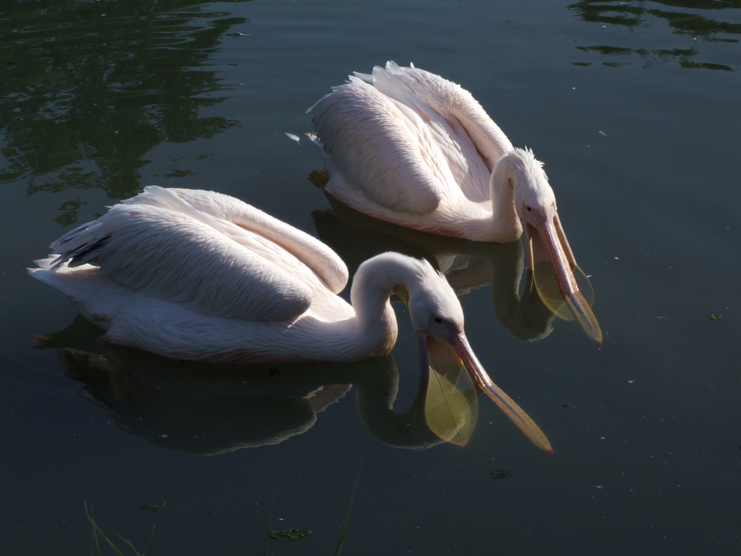 Pelecanus onocrotalus - Opole