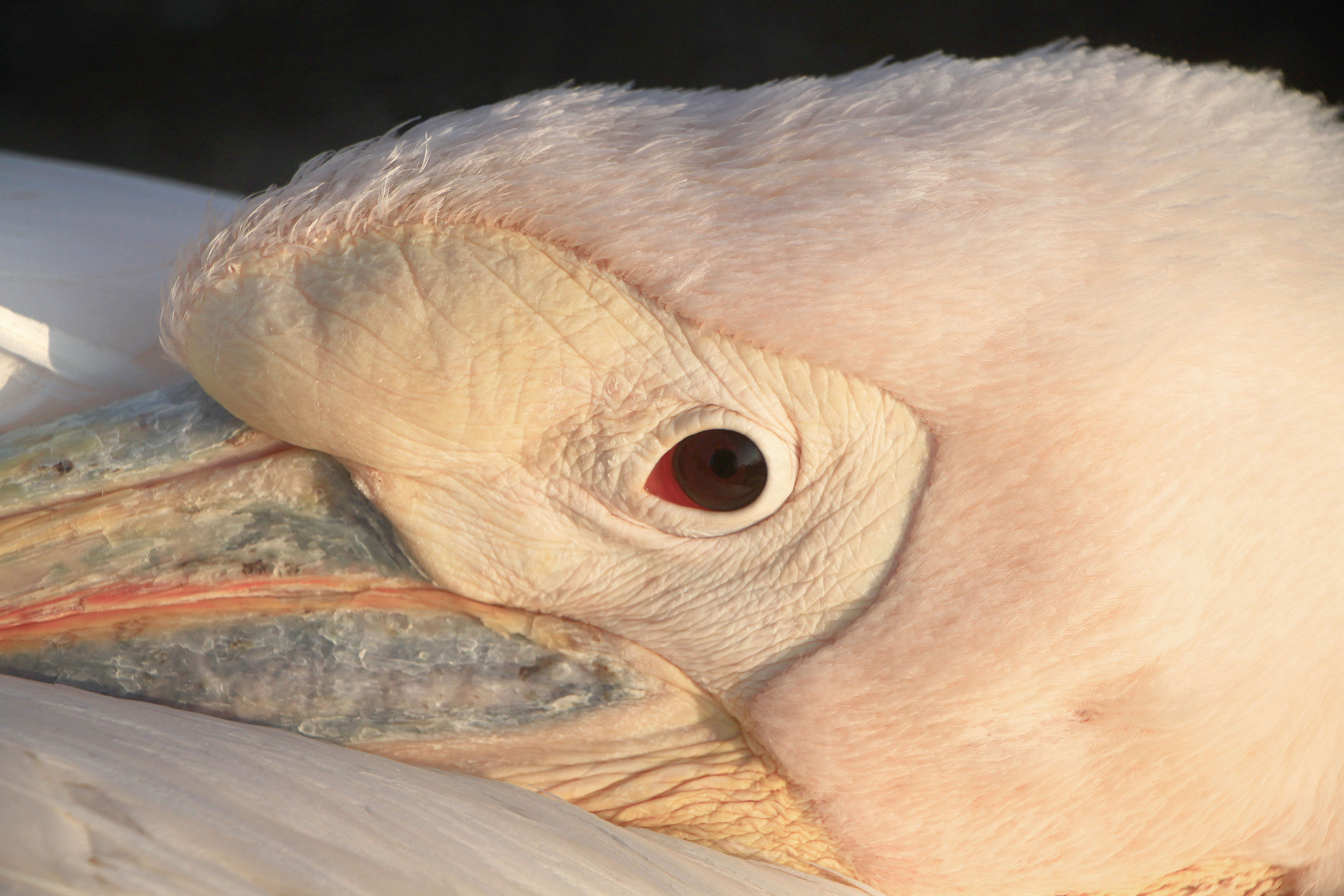Pelecanus onocrotalus - Zoo Karlsruhe