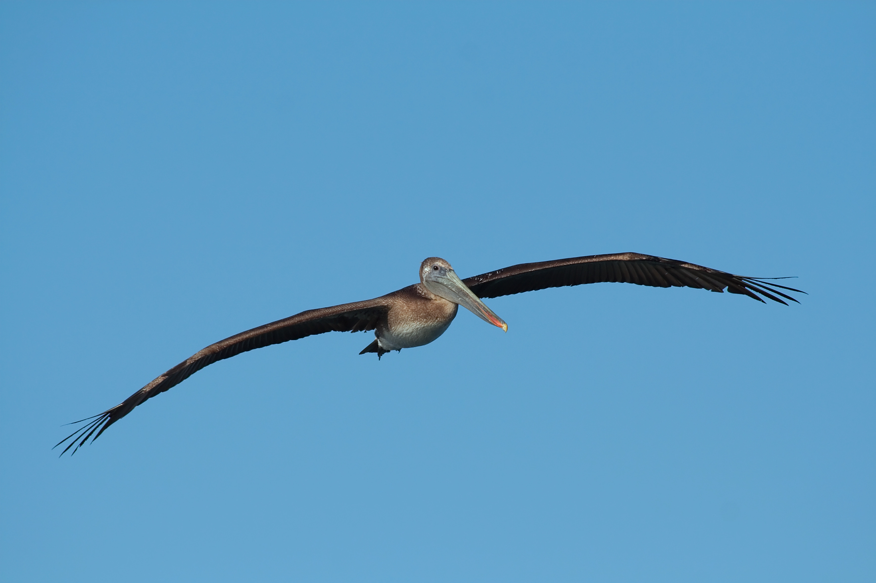 Pelican 4944