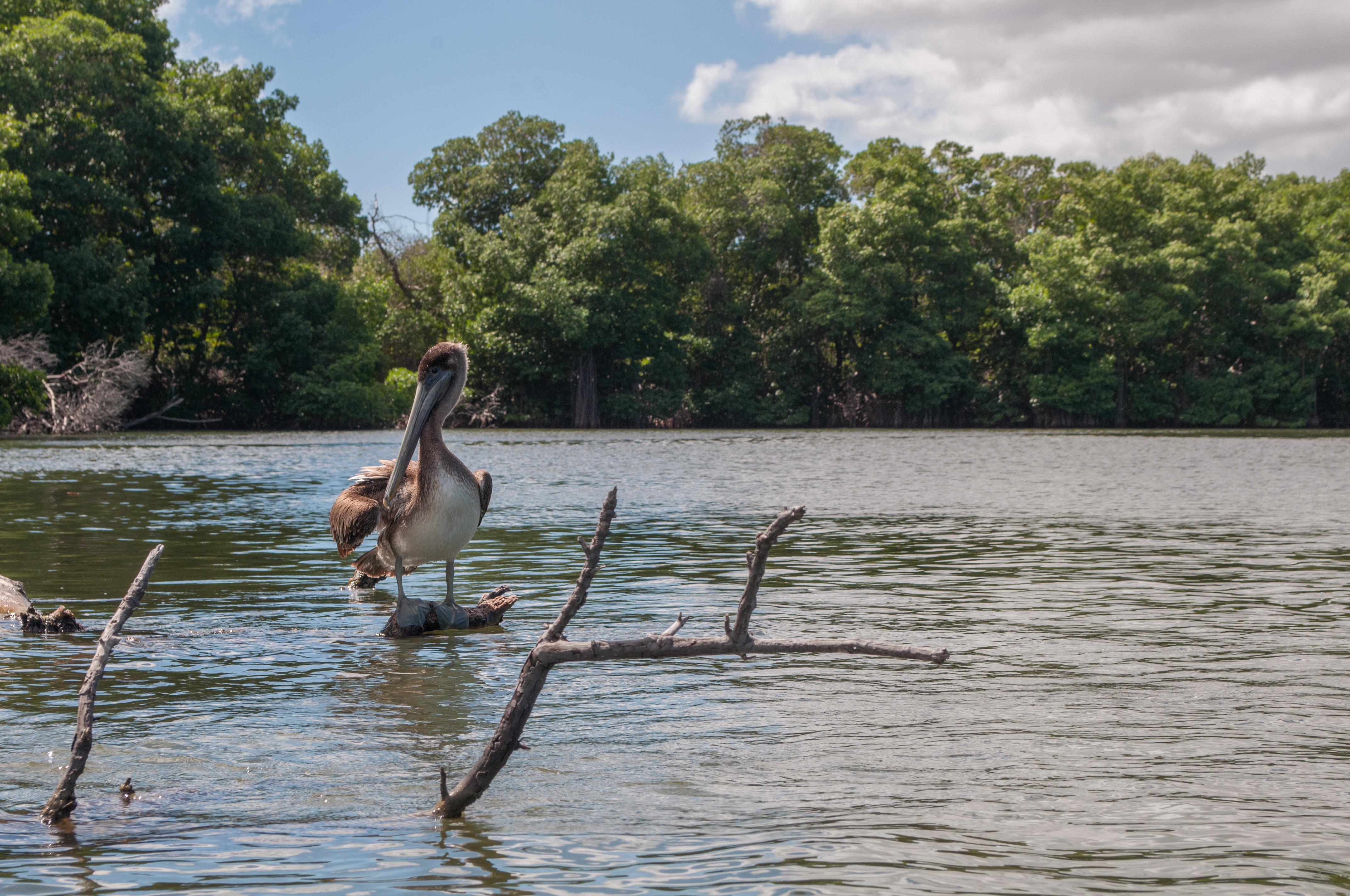 Pelican in mangroves of the Restinga Lagoon 2