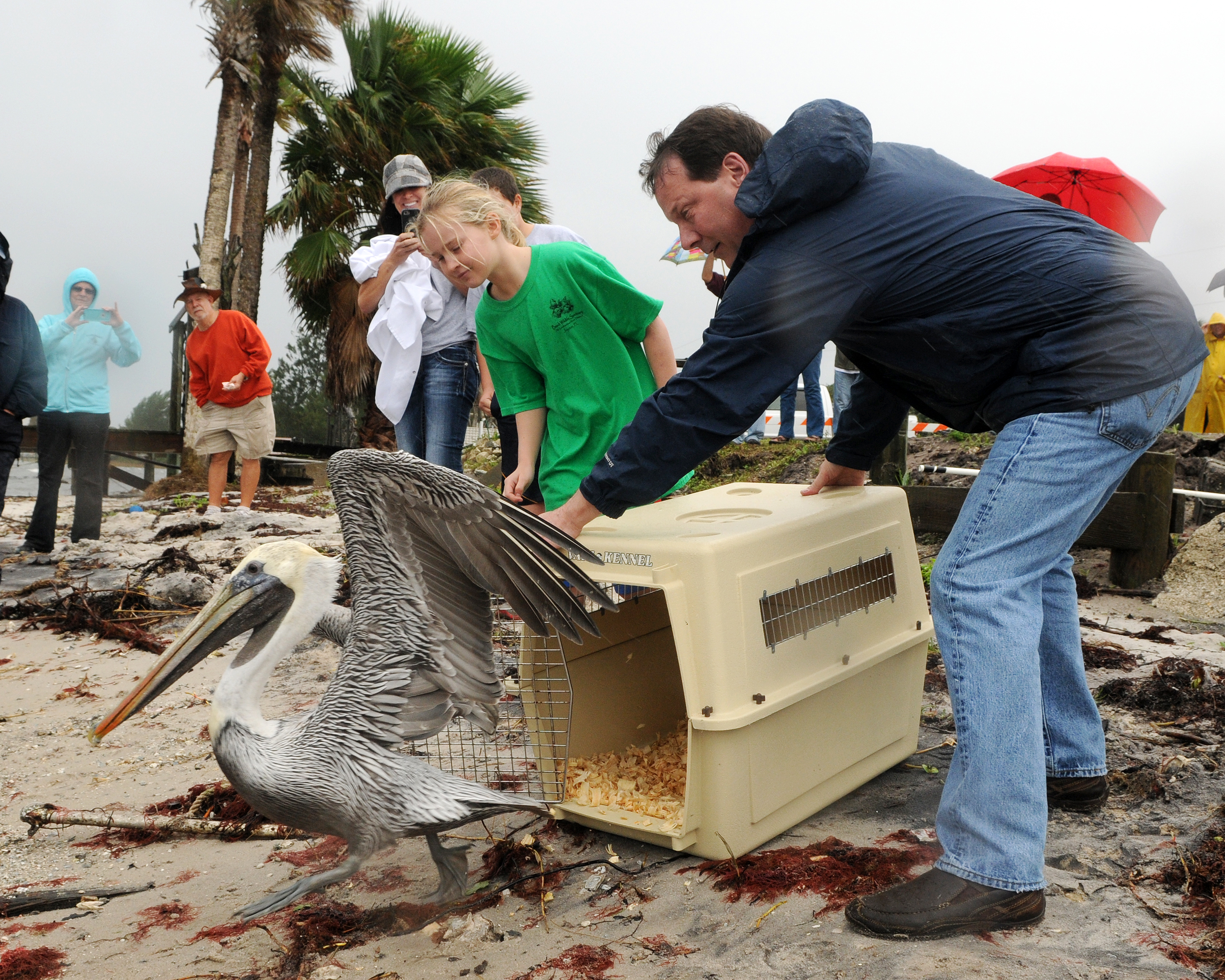 Pelican Release (12000129485)