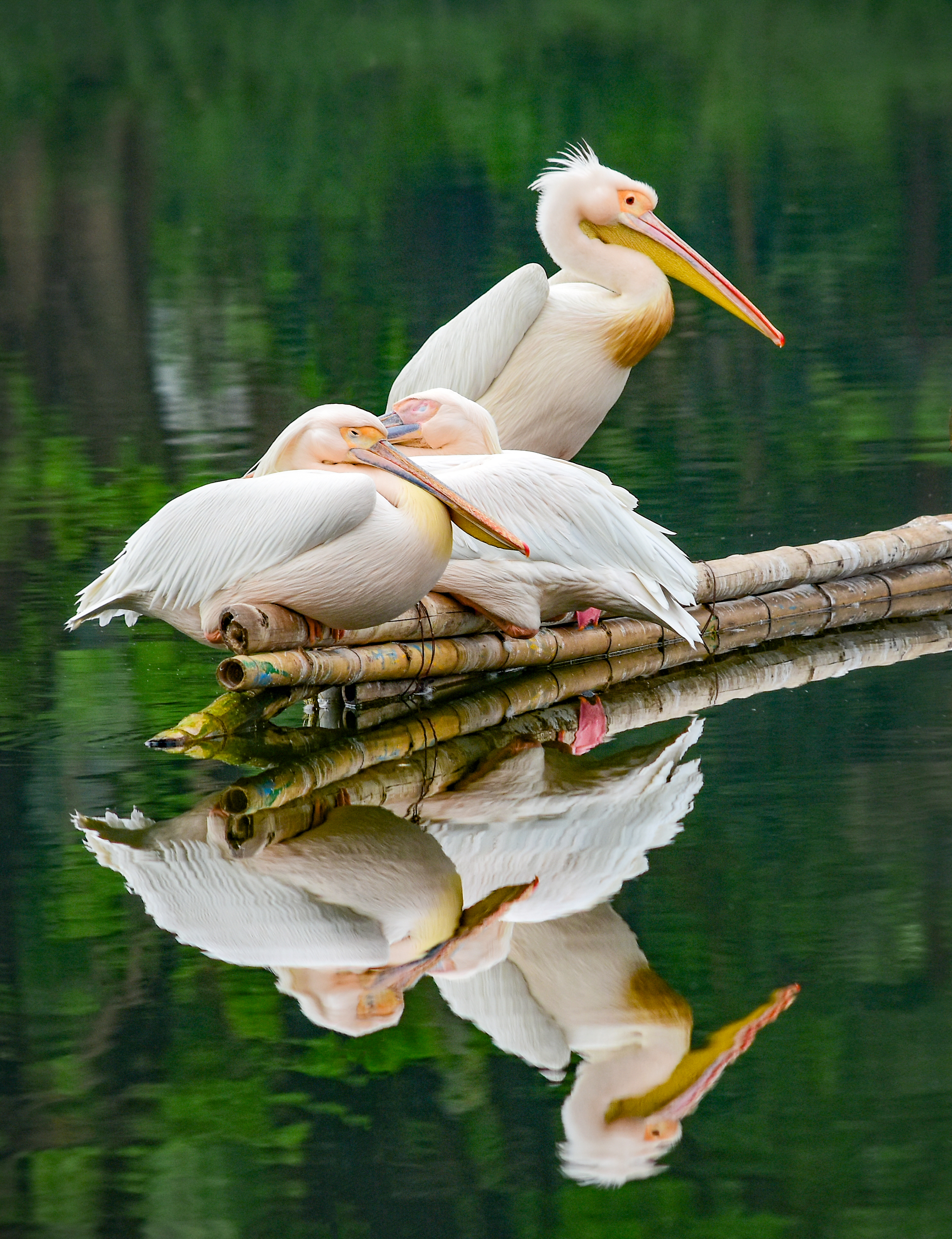 Pelican Safari Park