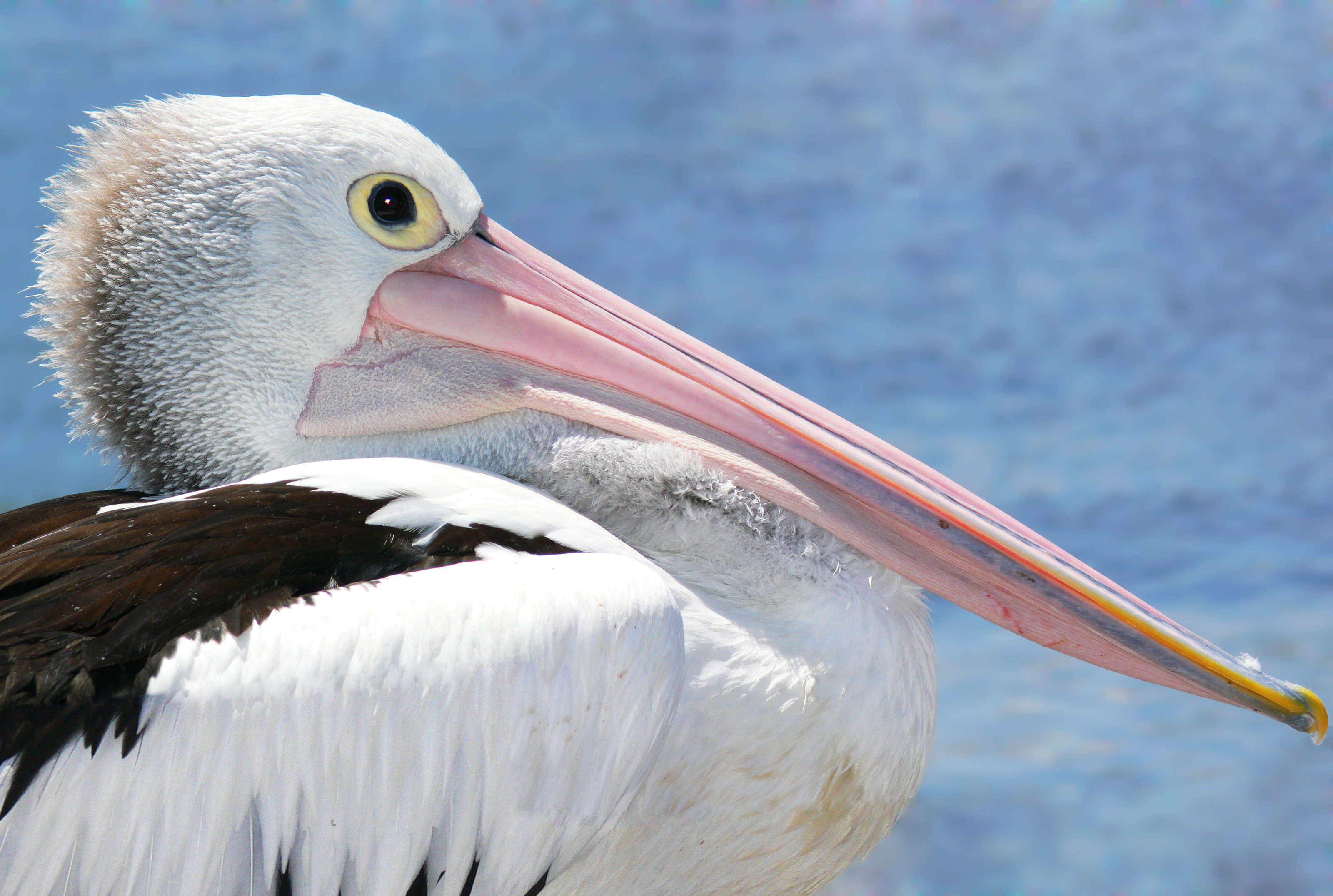 Pelicanhead