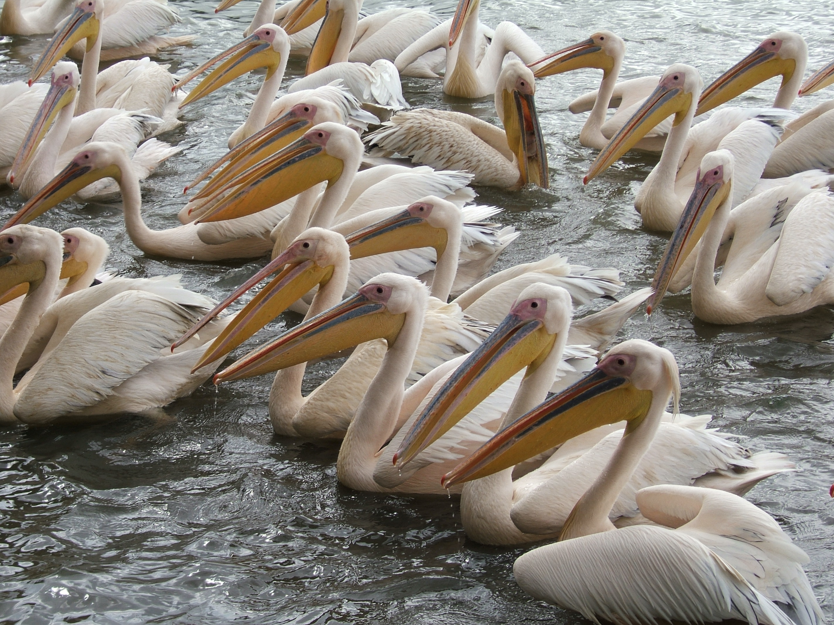 Pelicans on the lake Tana, Ethiopia