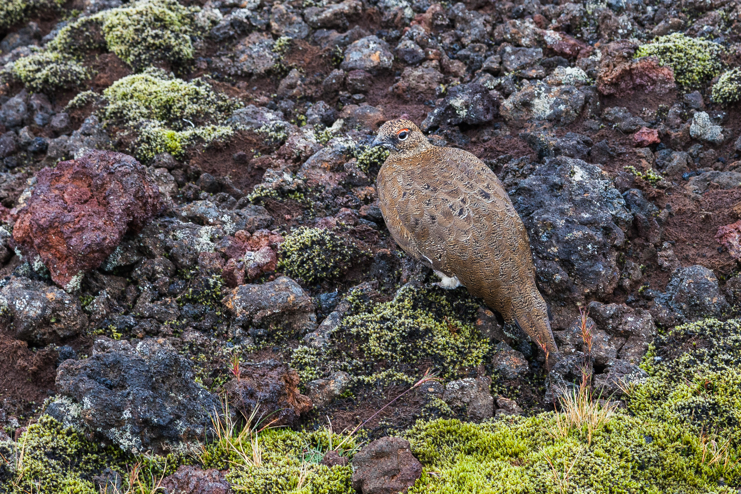 Perdiz nival (Lagopus mutus), Grábrók, Vesturland, Islandia, 2014-08-15, DD 093