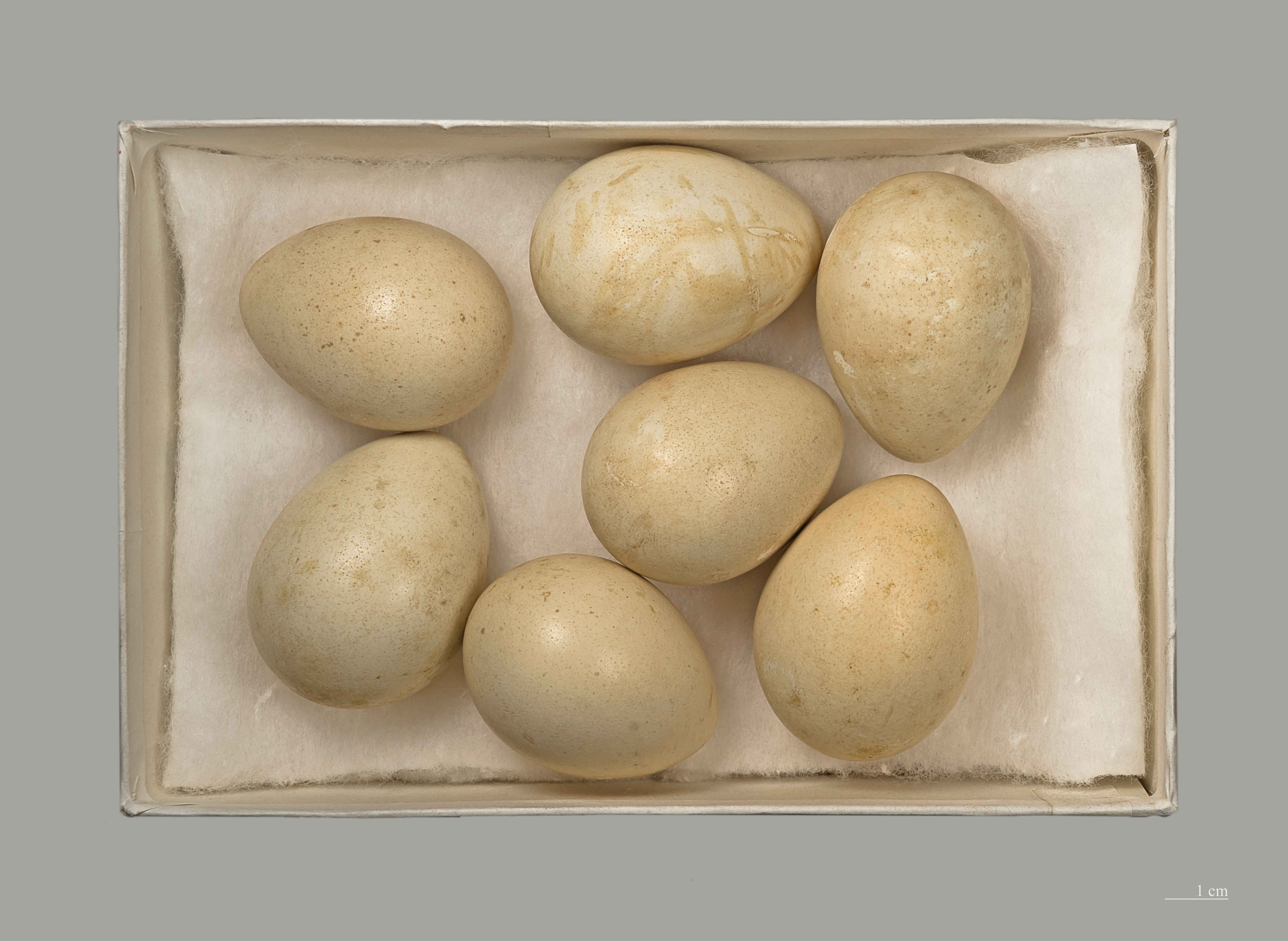 Perdrix bartavelle MHNT