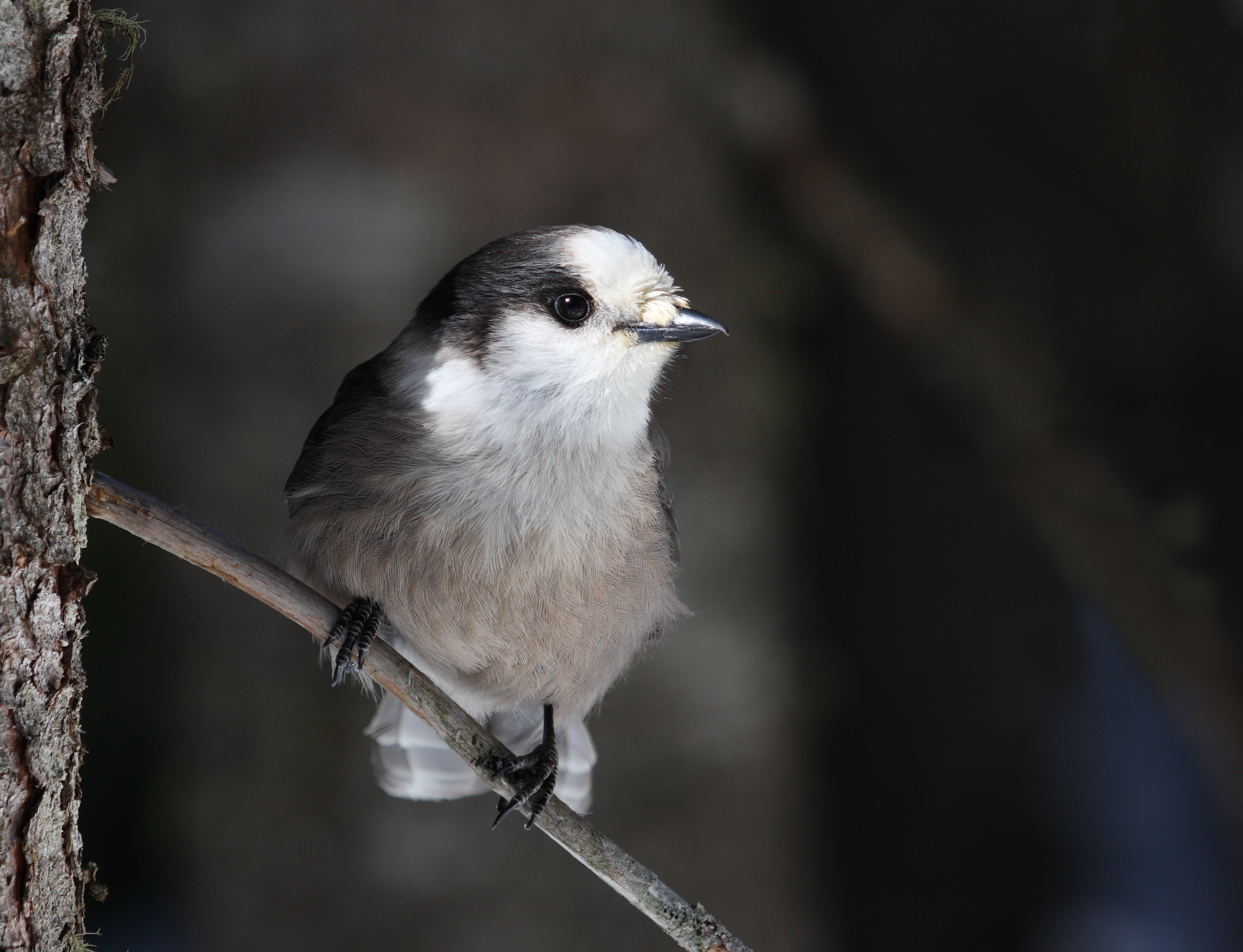 Perisoreus canadensis mercier1