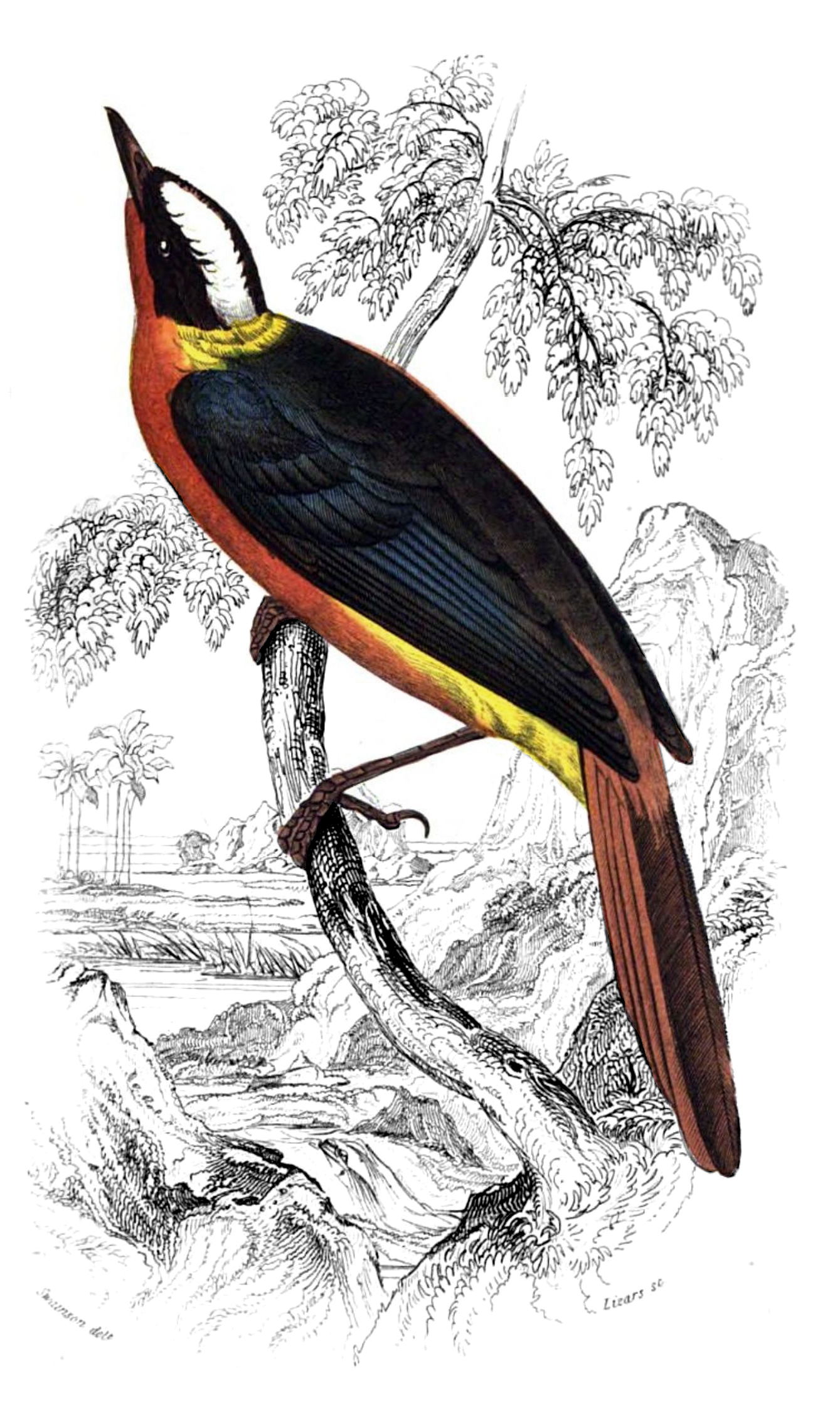Petrocincla albicapilla