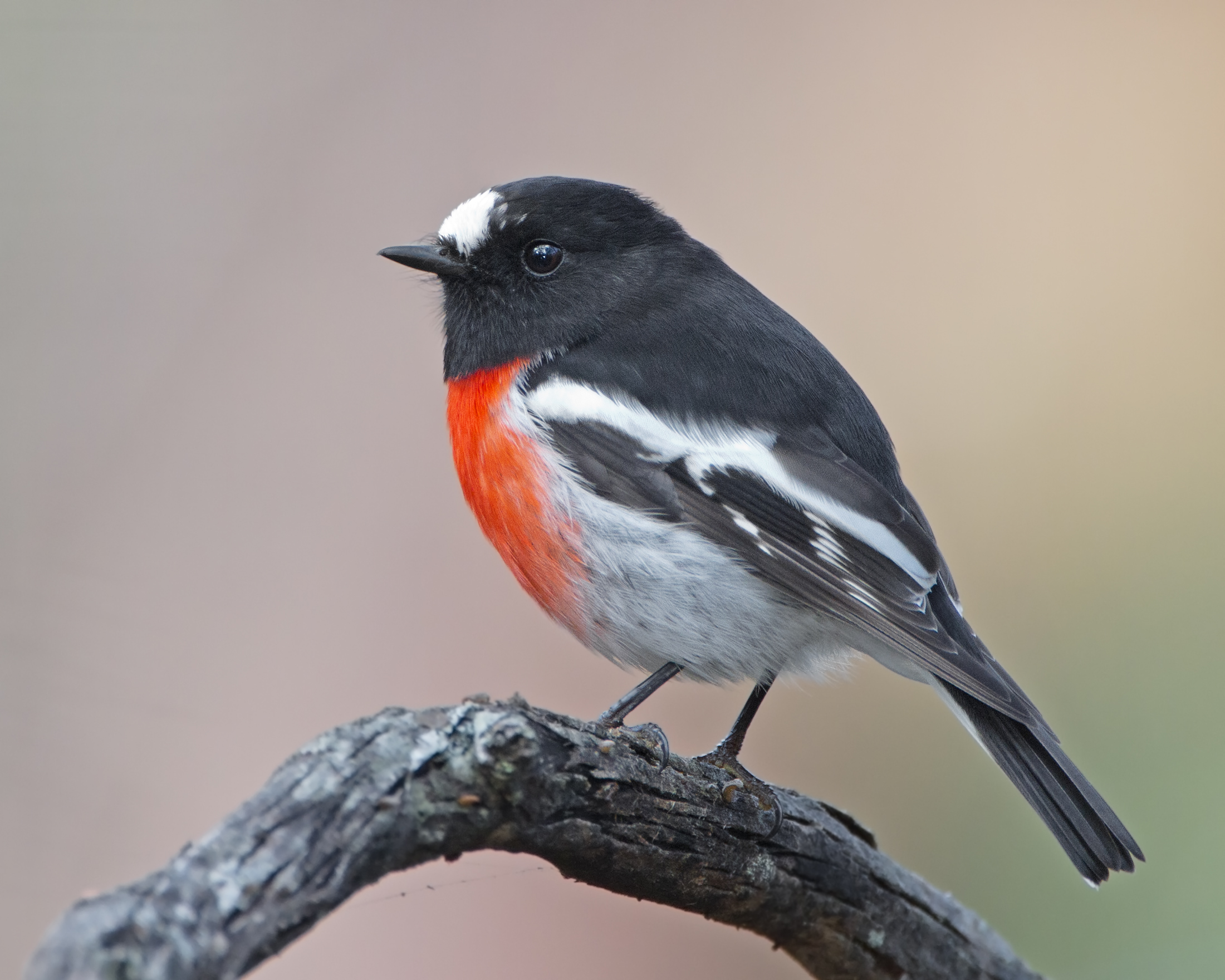 Petroica boodang male - Knocklofty