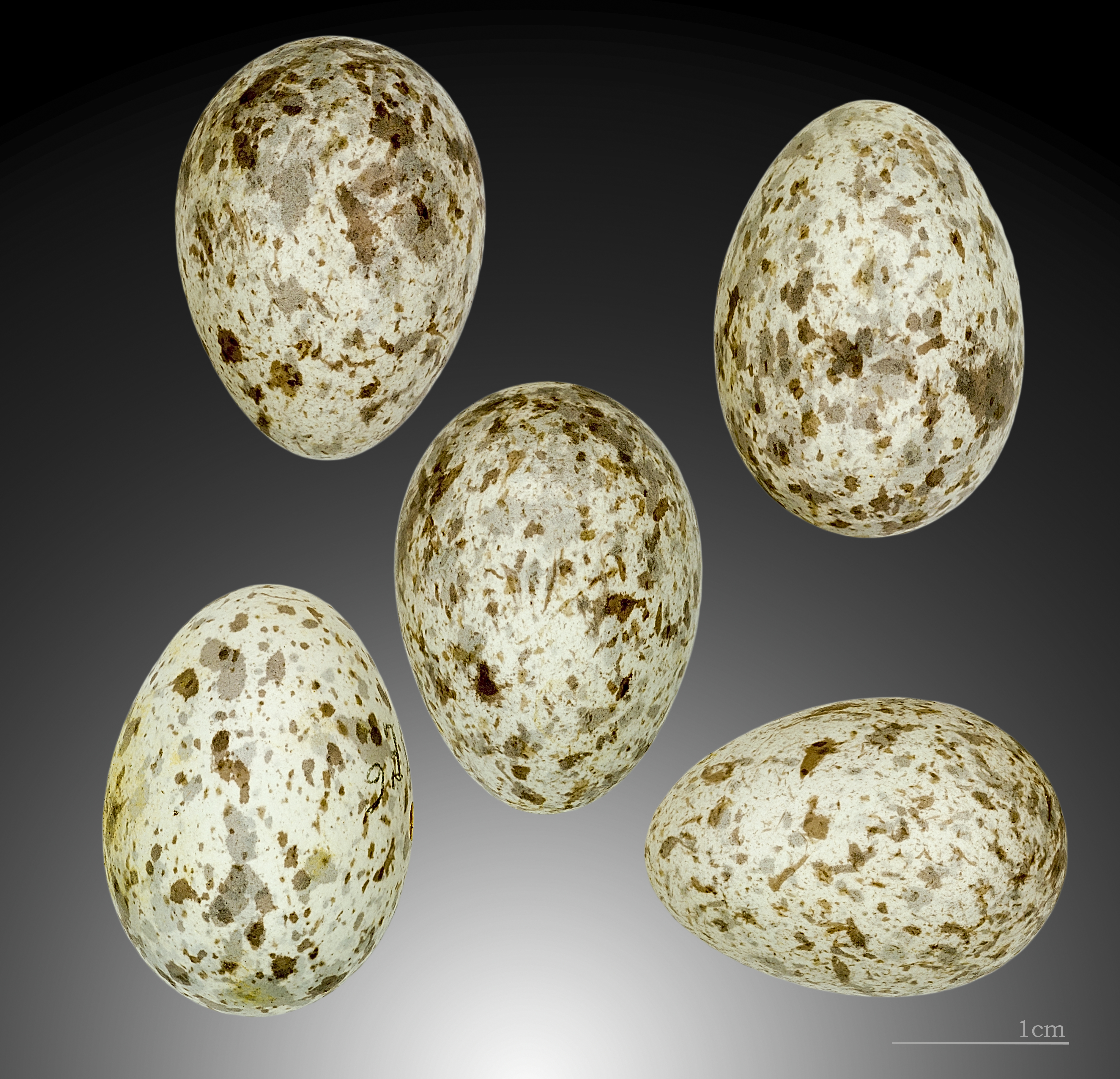 Petronia petronia MHNT.ZOO.2007.11.210