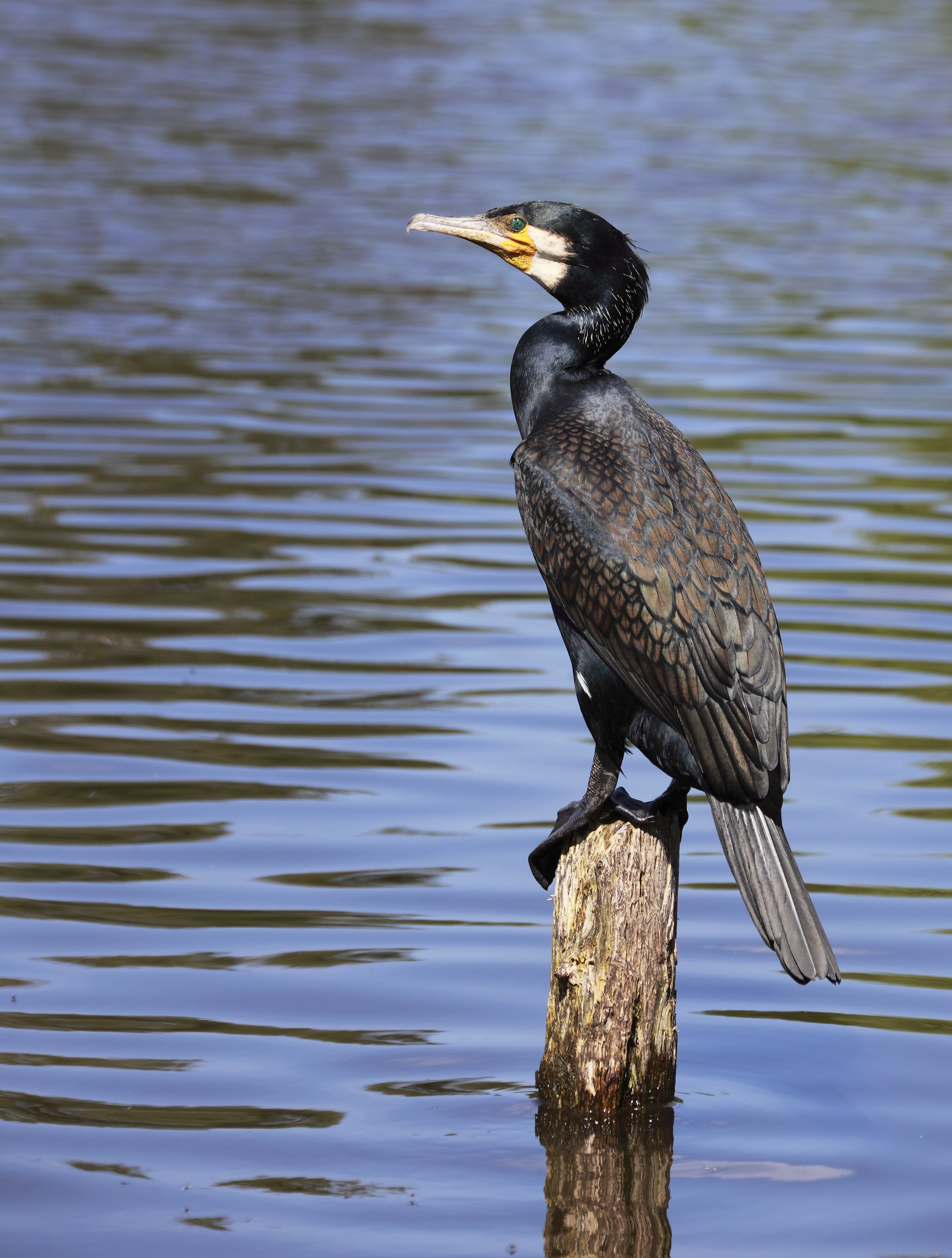 Phalacrocorax carbo SH 0541