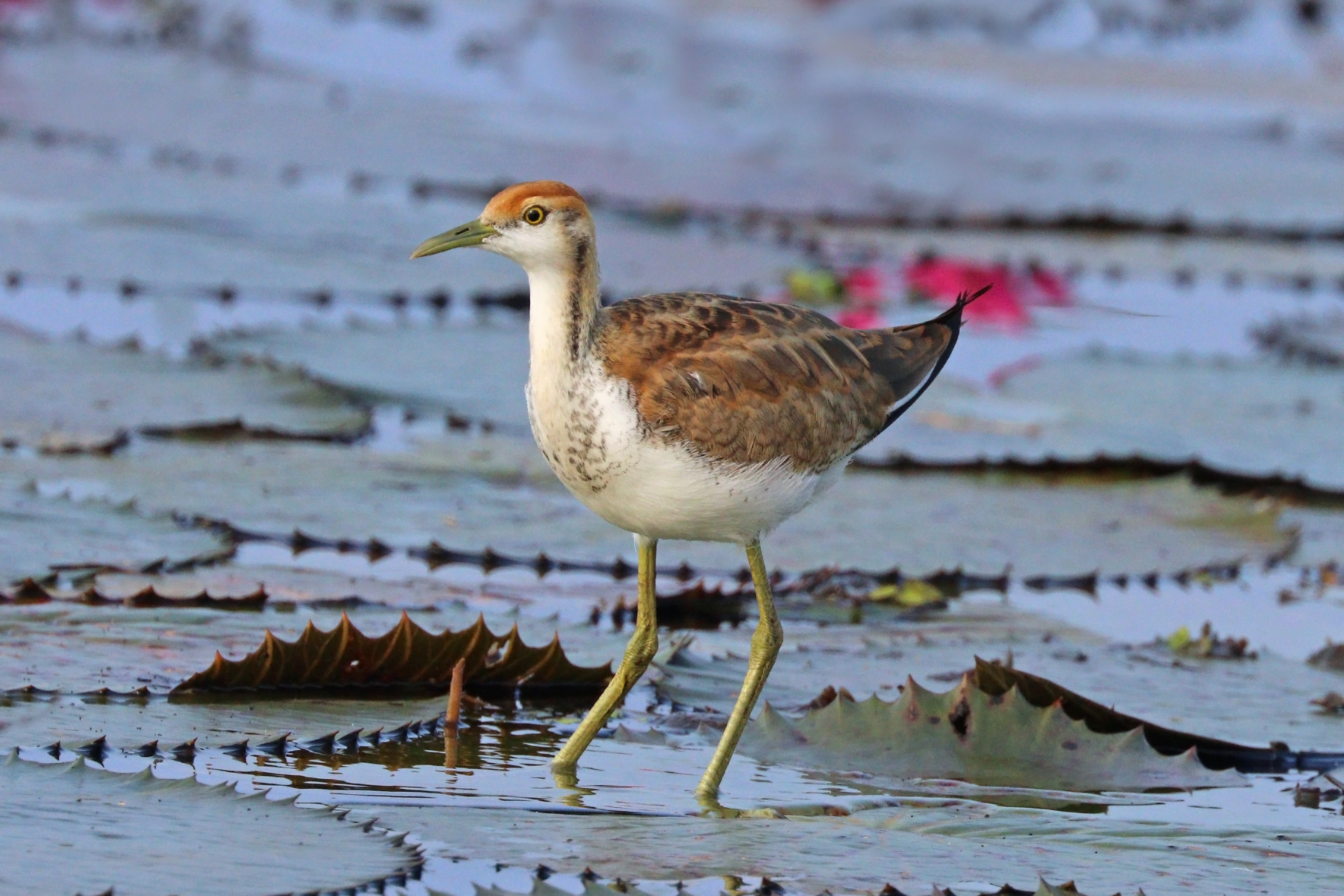 Pheasant-tailed jacana (Hydrophasianus chirurgus) juvenile