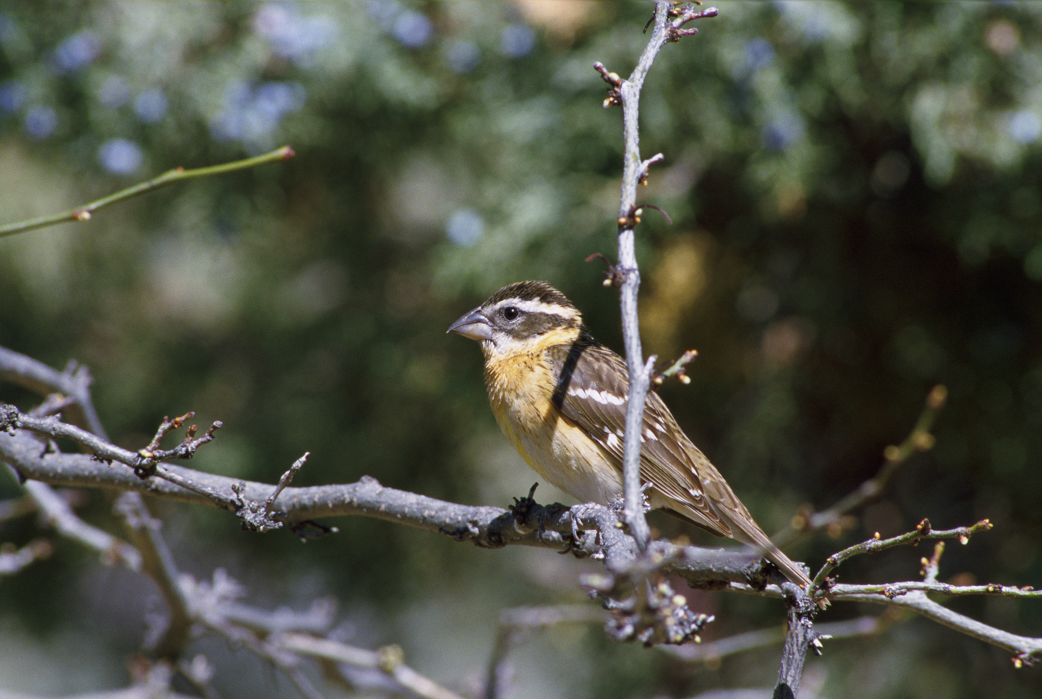 Pheucticus melanocephalus1
