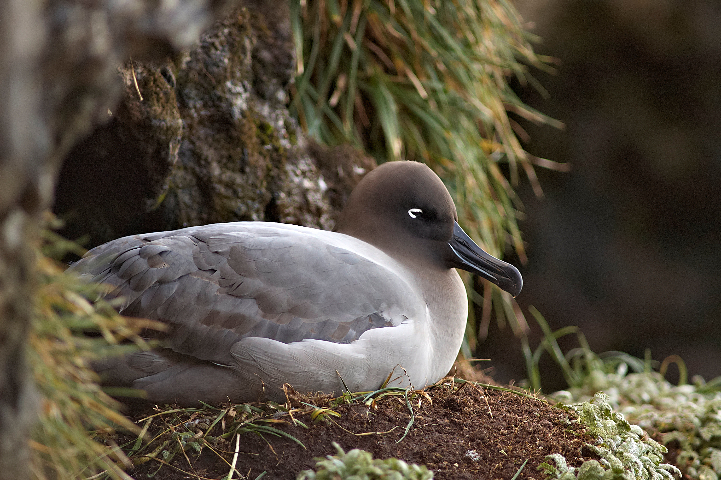 Phoebetria palpebrata - Nesting