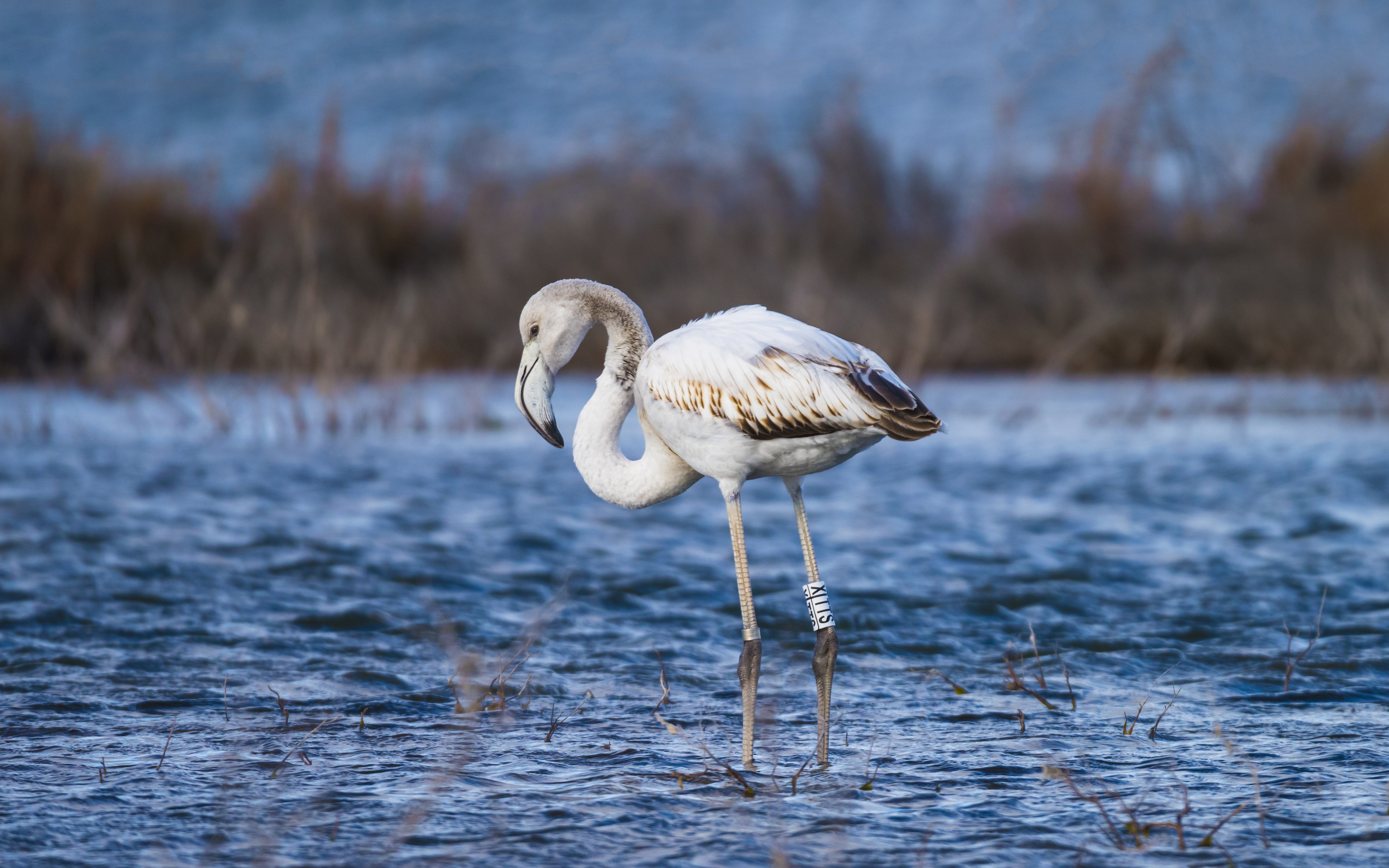 Phoenicopterus roseus - Lido de Thau 01